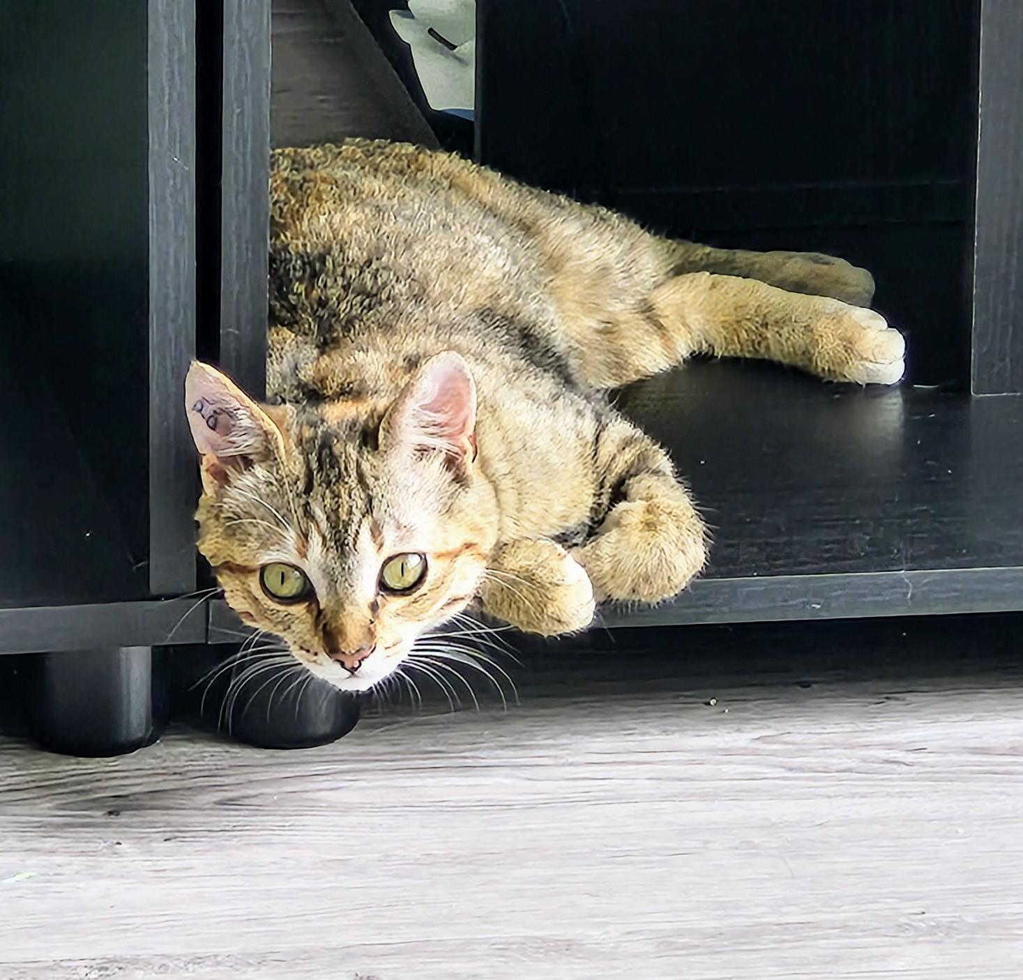 Twila, a ADOPTABLE Domestic Short Hair in Winnipeg, MB image 1/5