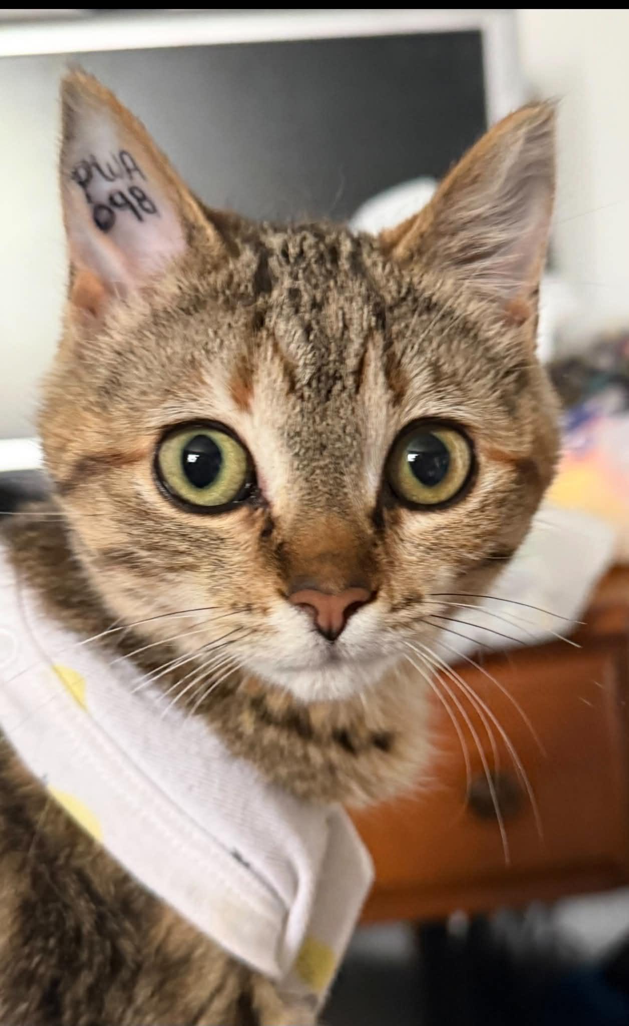 Enlarge Twila, a ADOPTABLE Domestic Short Hair in Winnipeg, MB image 4/4