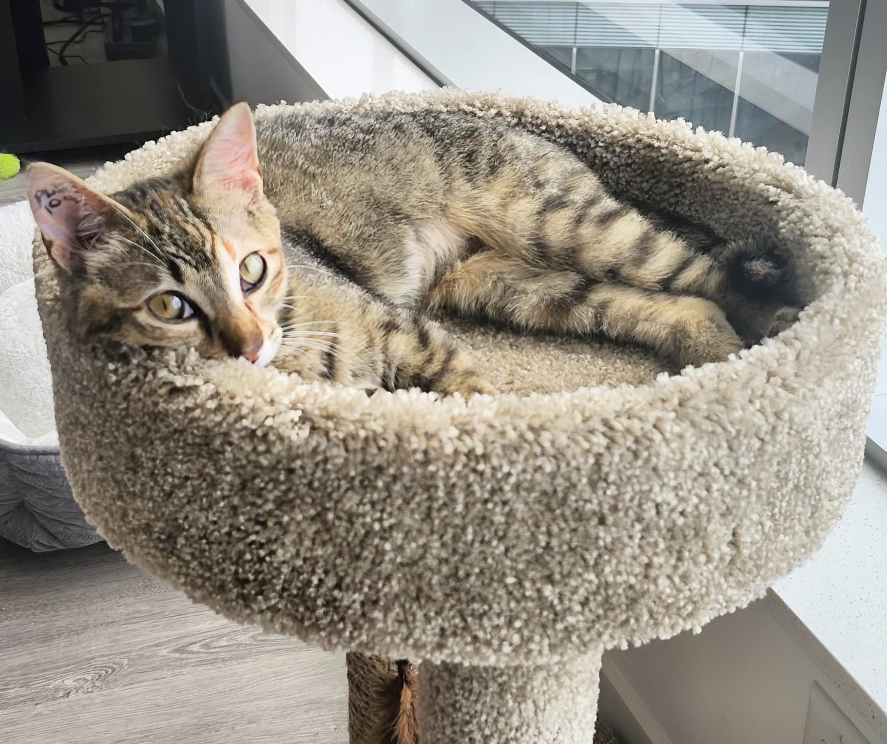 Twila, a ADOPTABLE Domestic Short Hair in Winnipeg, MB image 5/5
