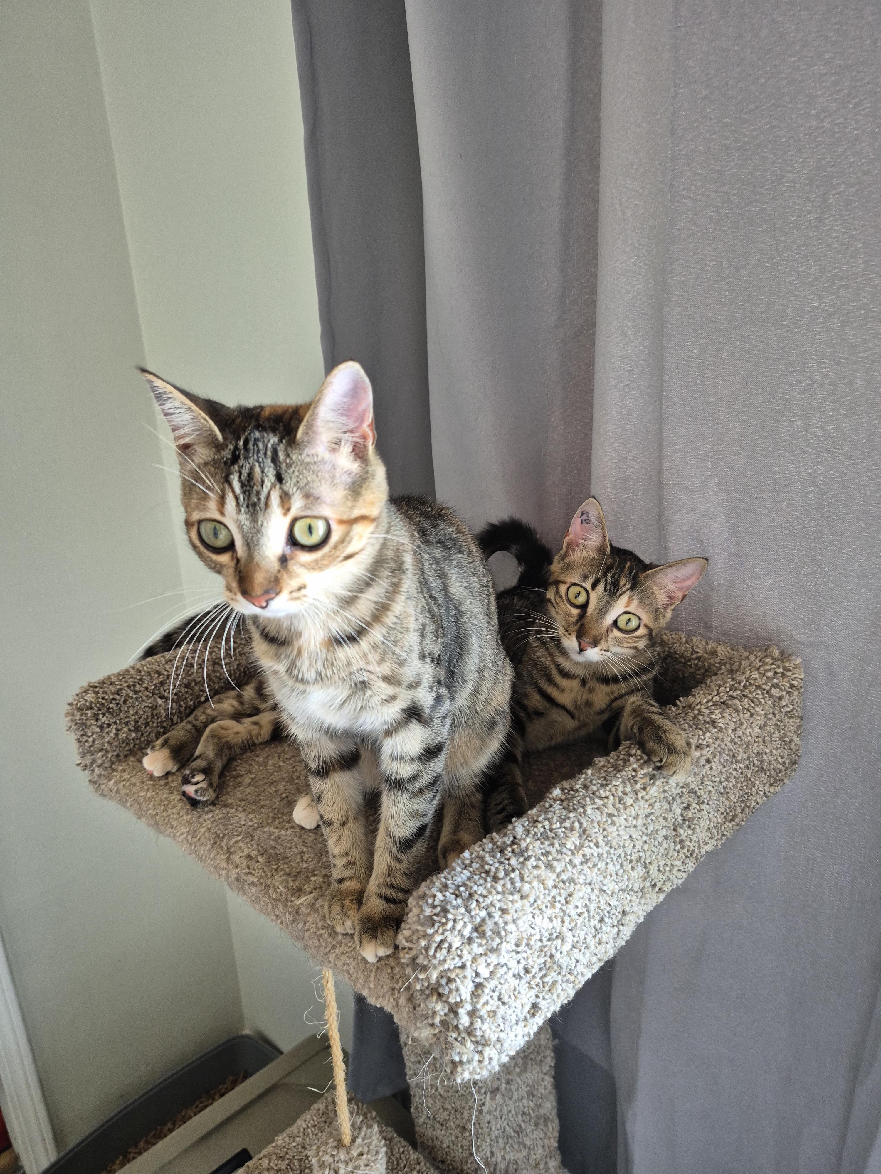 Enlarge Twila, a ADOPTABLE Domestic Short Hair in Winnipeg, MB image 5/6