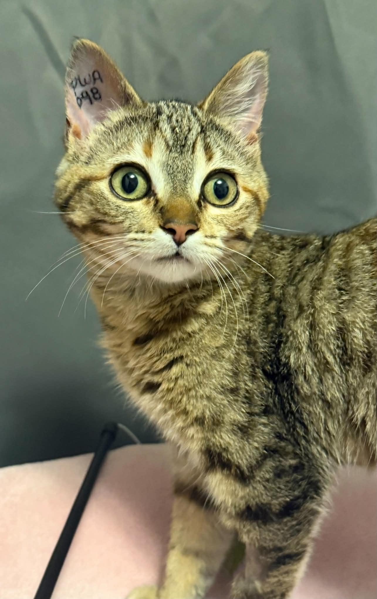 Twila, ADOPTABLE, Kitten Female Domestic Short Hair.