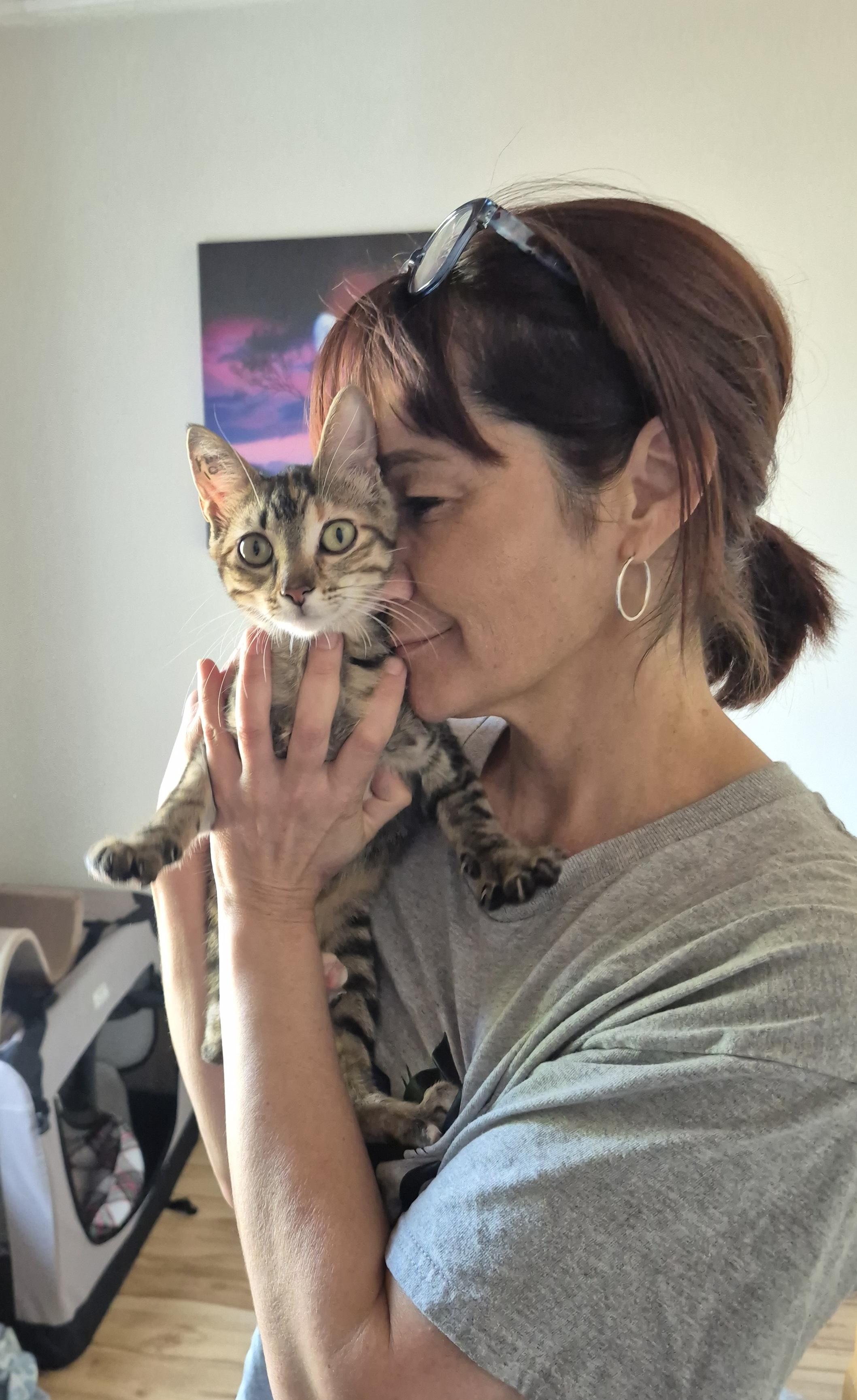 Enlarge Twila, a ADOPTABLE Domestic Short Hair in Winnipeg, MB image 6/6