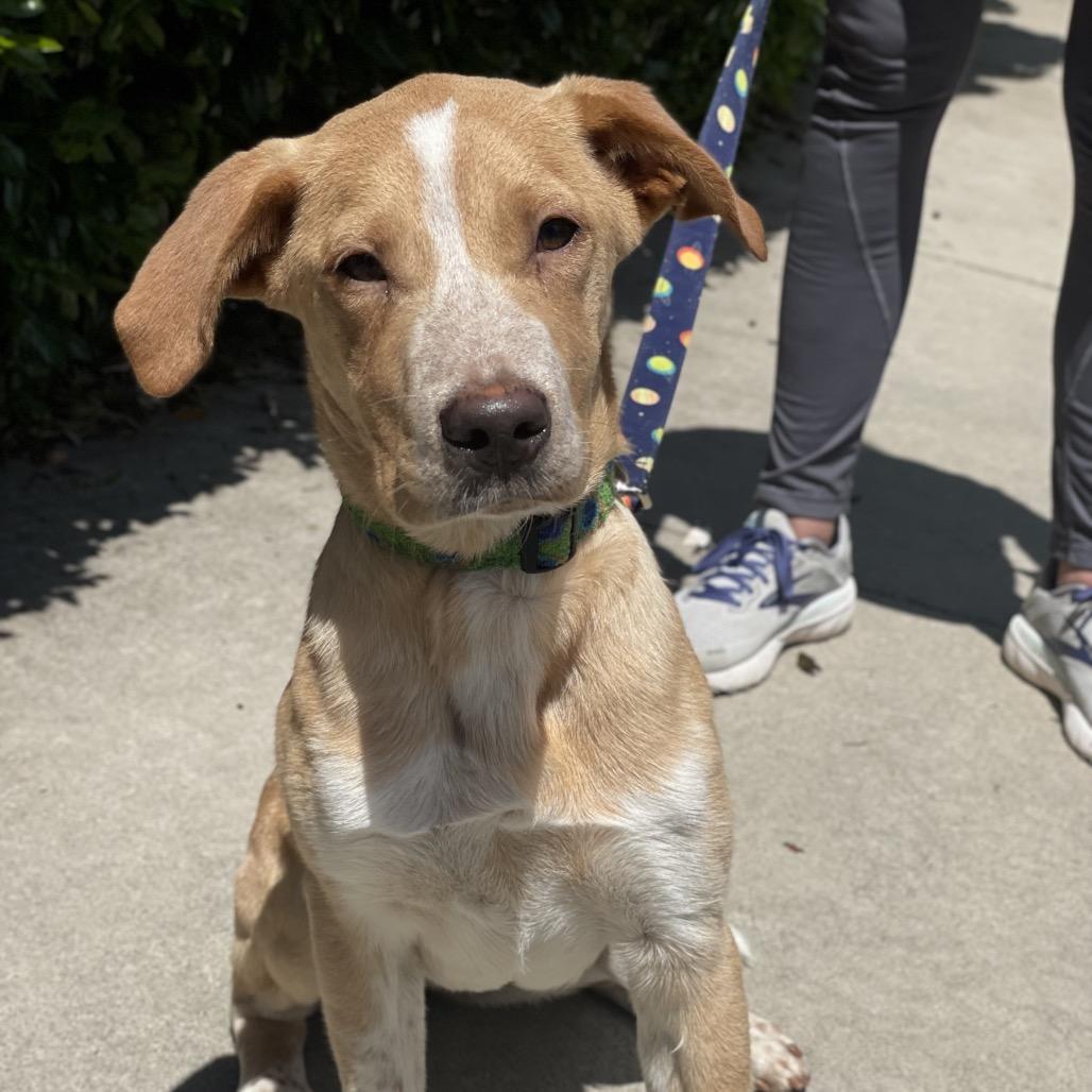 Bumblebee, Adoptable, Puppy Male Labrador Retriever & Mixed Breed.