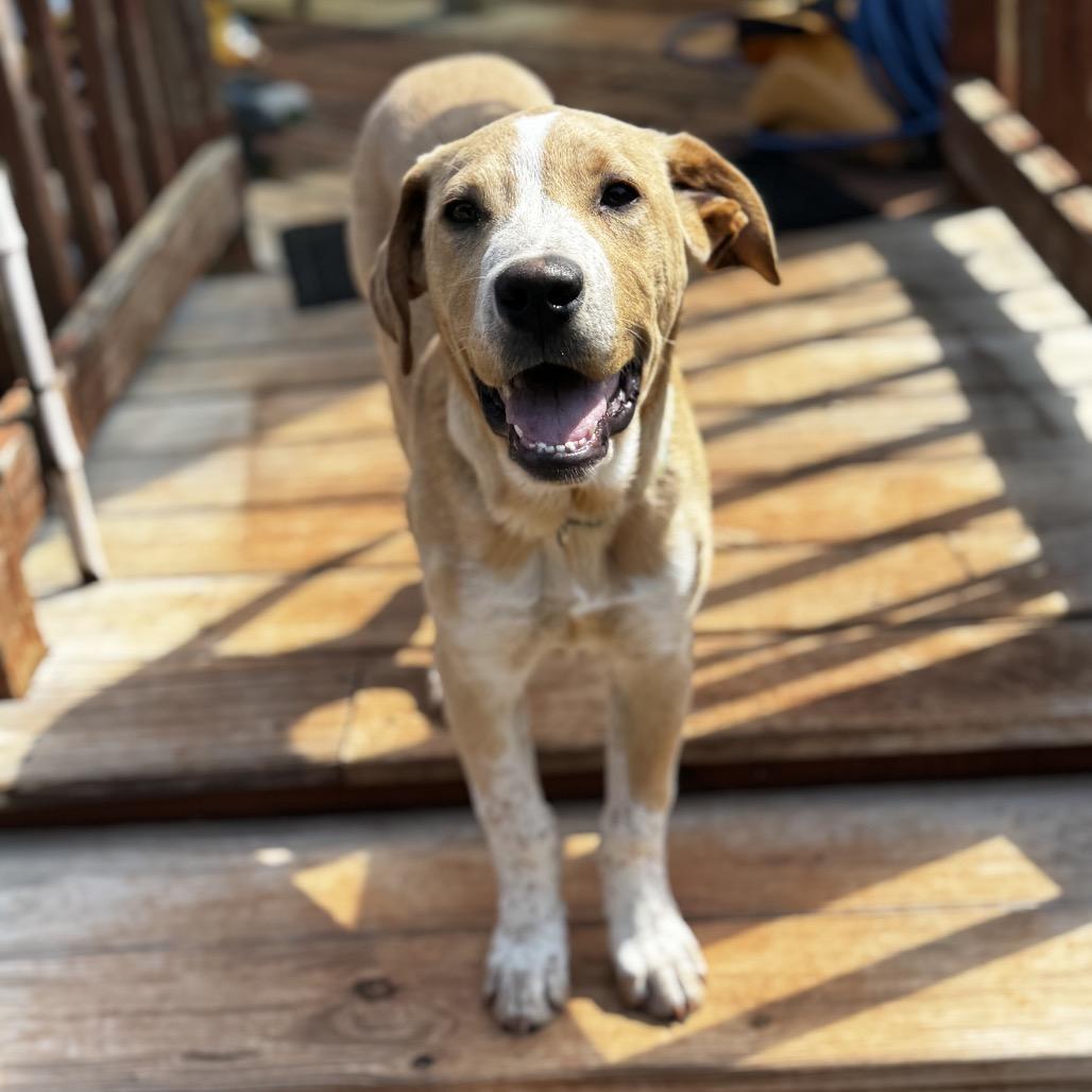 Enlarge Bumblebee, a Adoptable mixed breed in Fayetteville, GA image 2/6