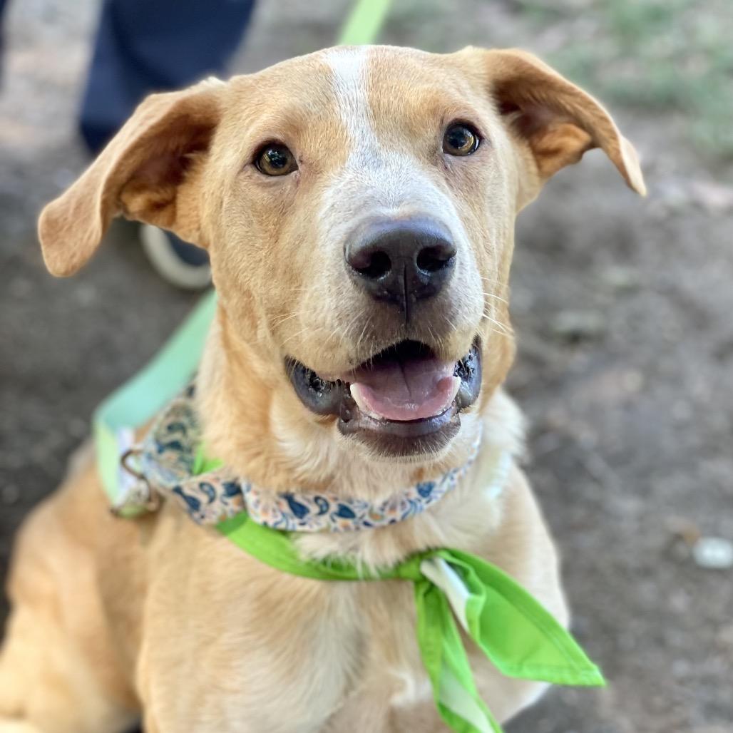 Bumblebee, a Adoptable mixed breed in Fayetteville, GA image 4/6