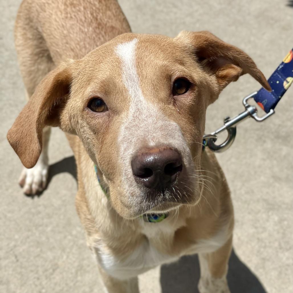 Enlarge Bumblebee, a Adoptable mixed breed in Fayetteville, GA image 4/6