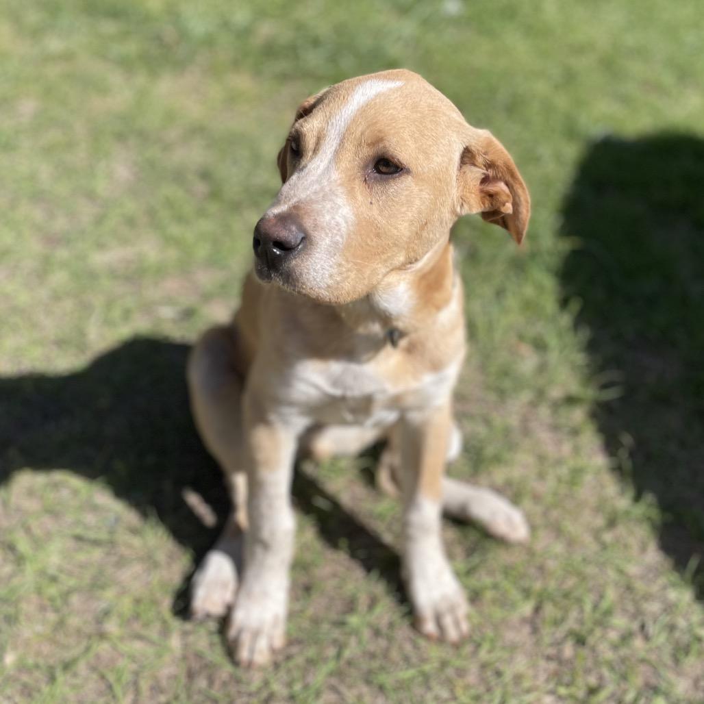Enlarge Bumblebee, a Adoptable mixed breed in Fayetteville, GA image 5/6