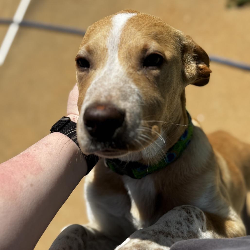 Enlarge Bumblebee, a Adoptable mixed breed in Fayetteville, GA image 6/6