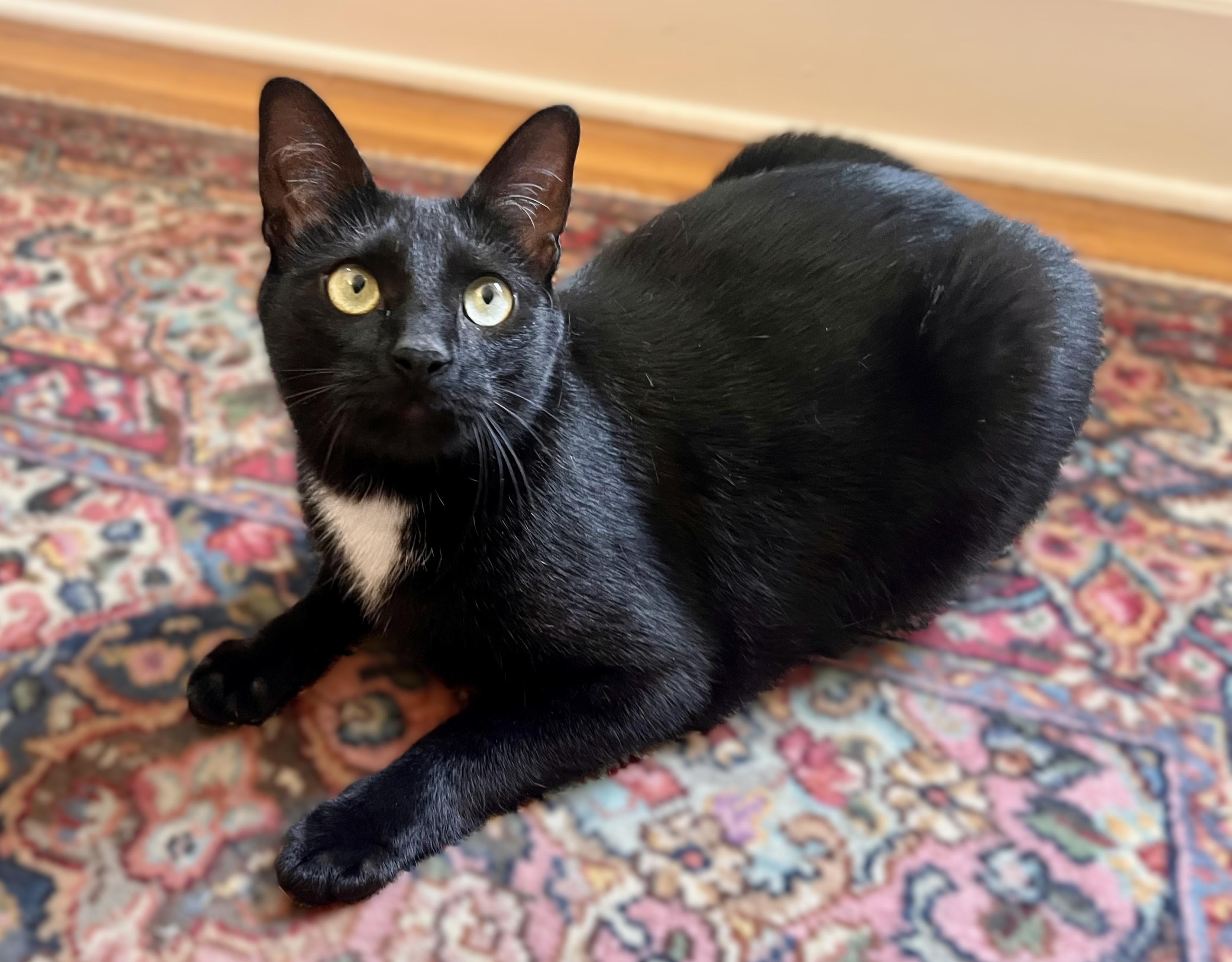 Tigger- Tripod*, Adoptable, Young Male Domestic Short Hair & Bombay.