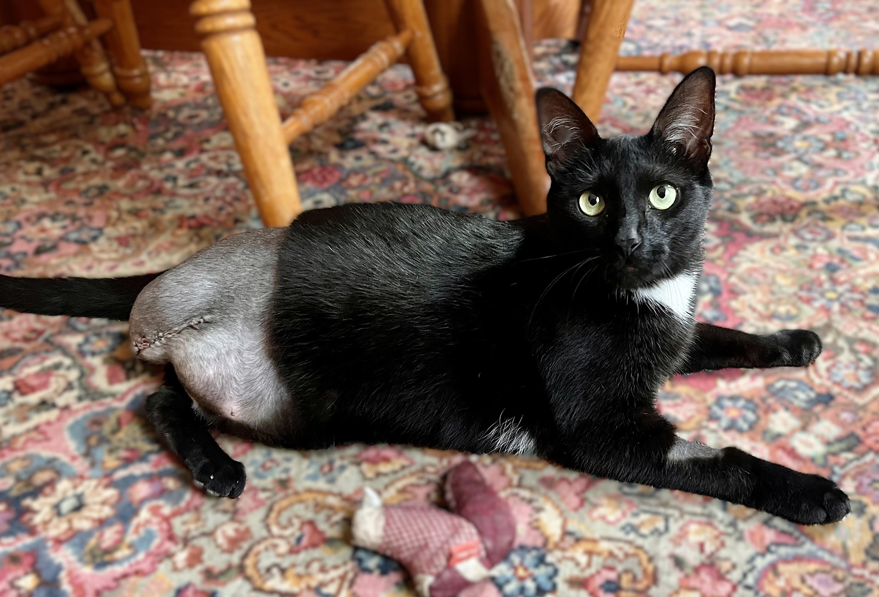 Tigger- Tripod*, a Adoptable mixed breed in Rocky Hill, CT image 3/6