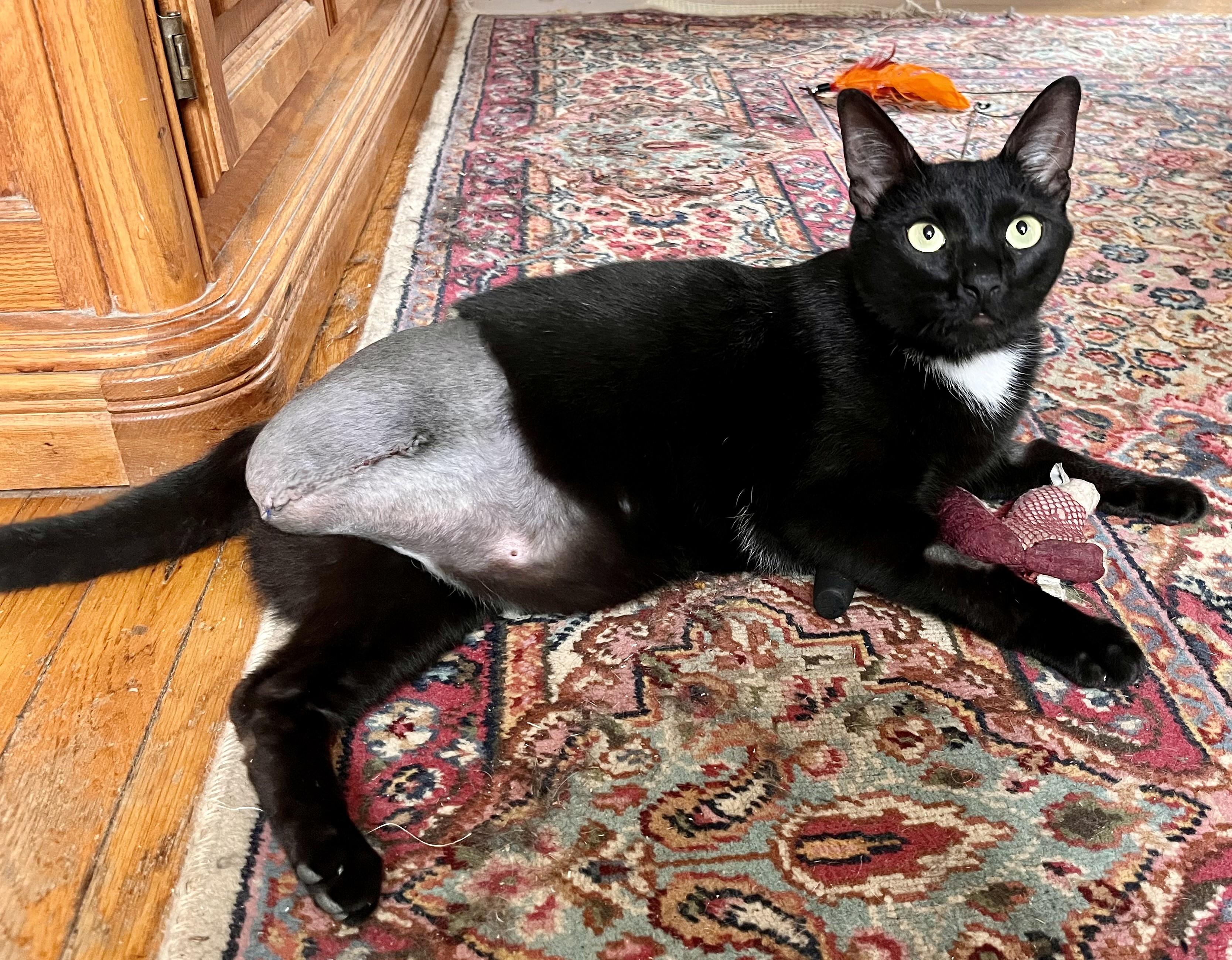 Tigger- Tripod*, a Adoptable mixed breed in Rocky Hill, CT image 4/6