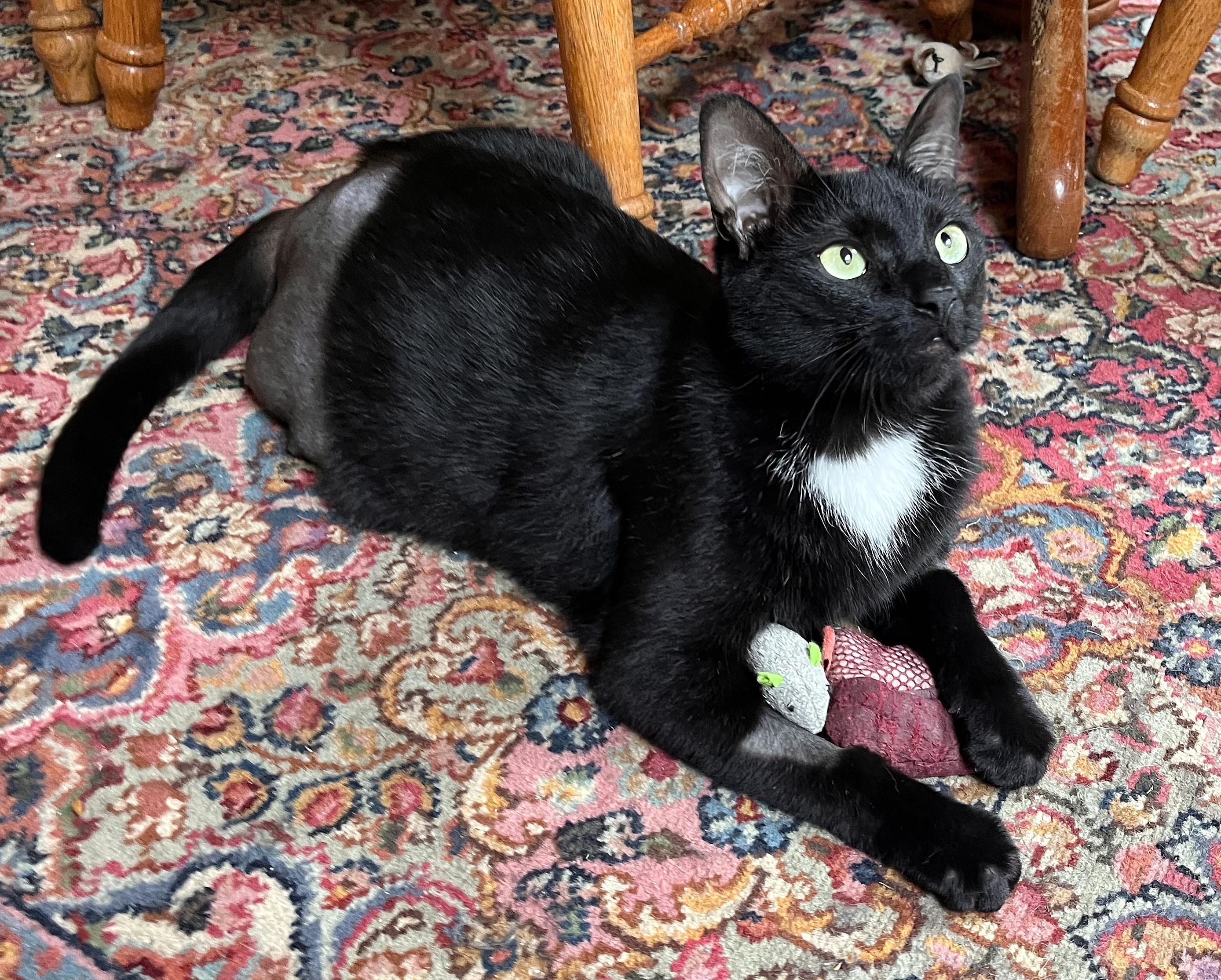 Tigger- Tripod*, a Adoptable mixed breed in Rocky Hill, CT image 5/6