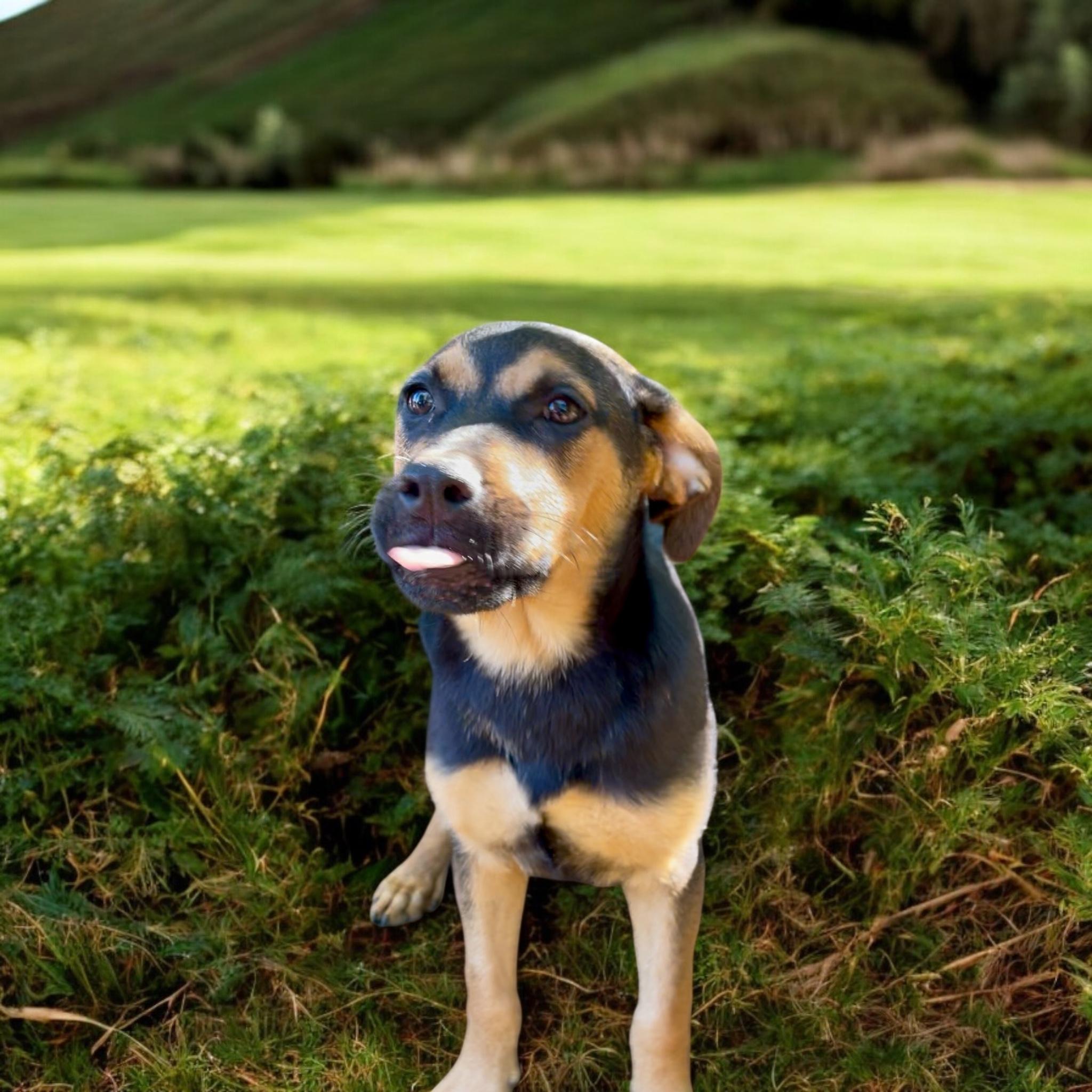 LORENZO, a Adoptable mixed breed in Yuba city, CA image 1/3