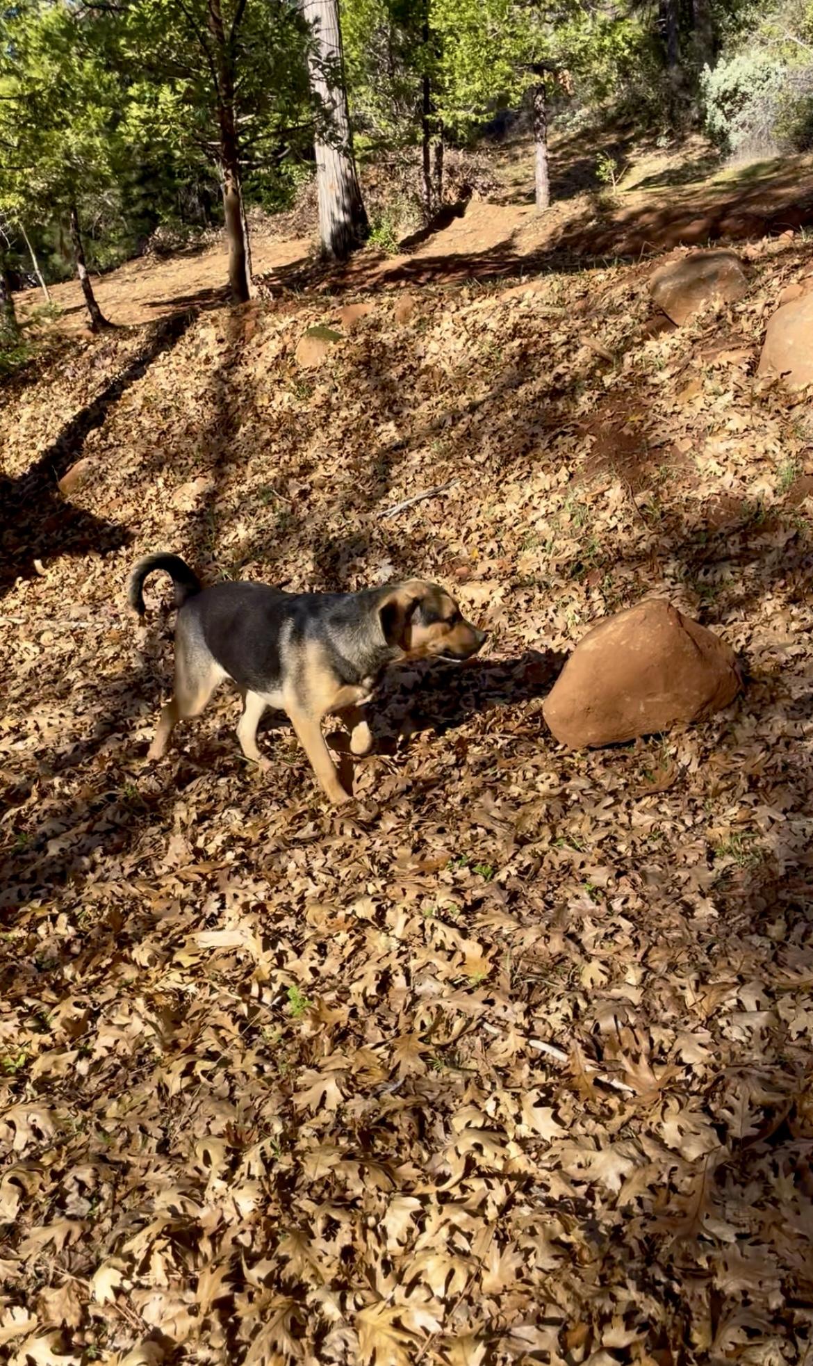 Enlarge LORENZO, a Adoptable mixed breed in Yuba city, CA image 6/6