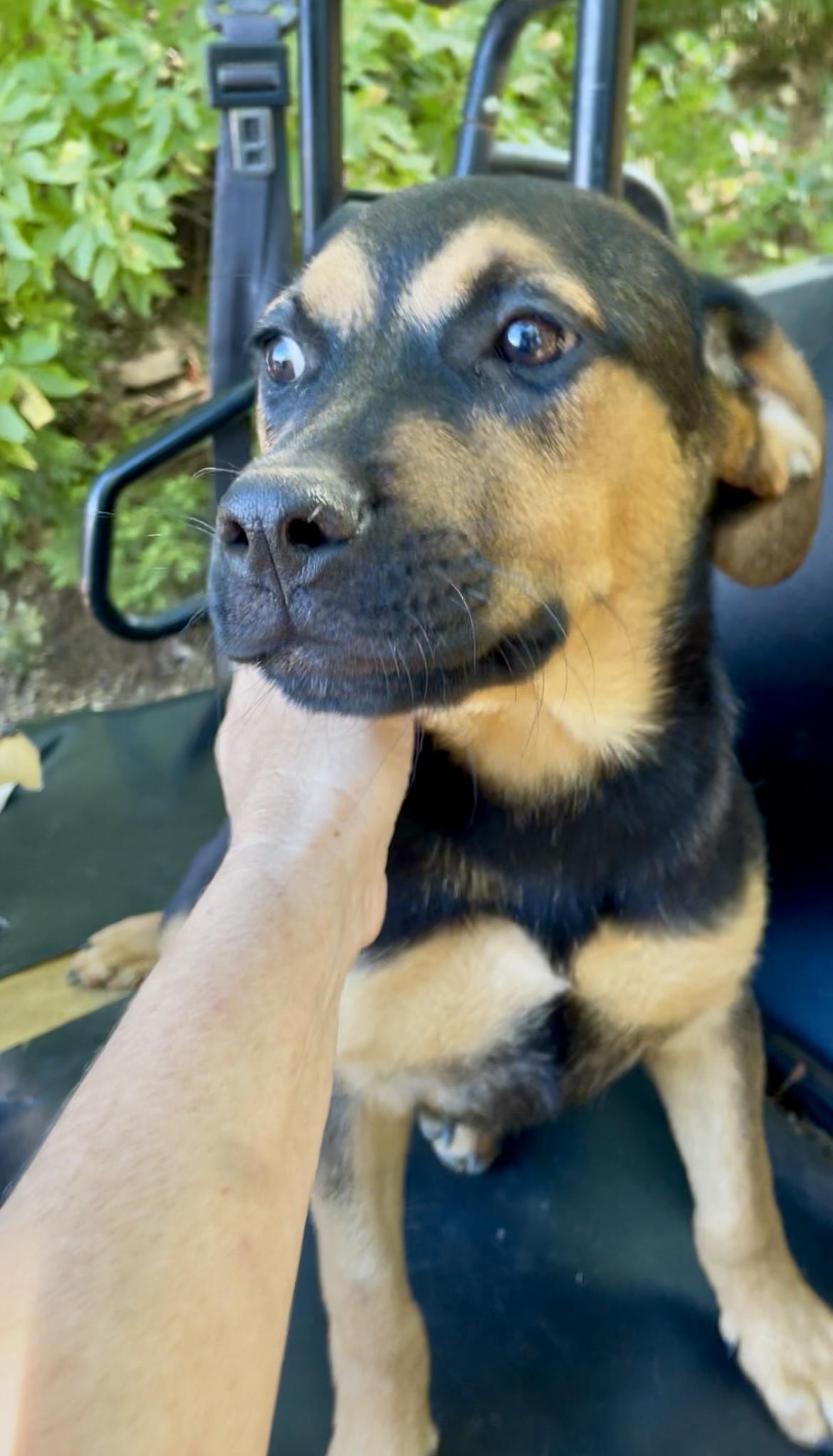 LORENZO, a Adoptable mixed breed in Yuba city, CA image 3/3