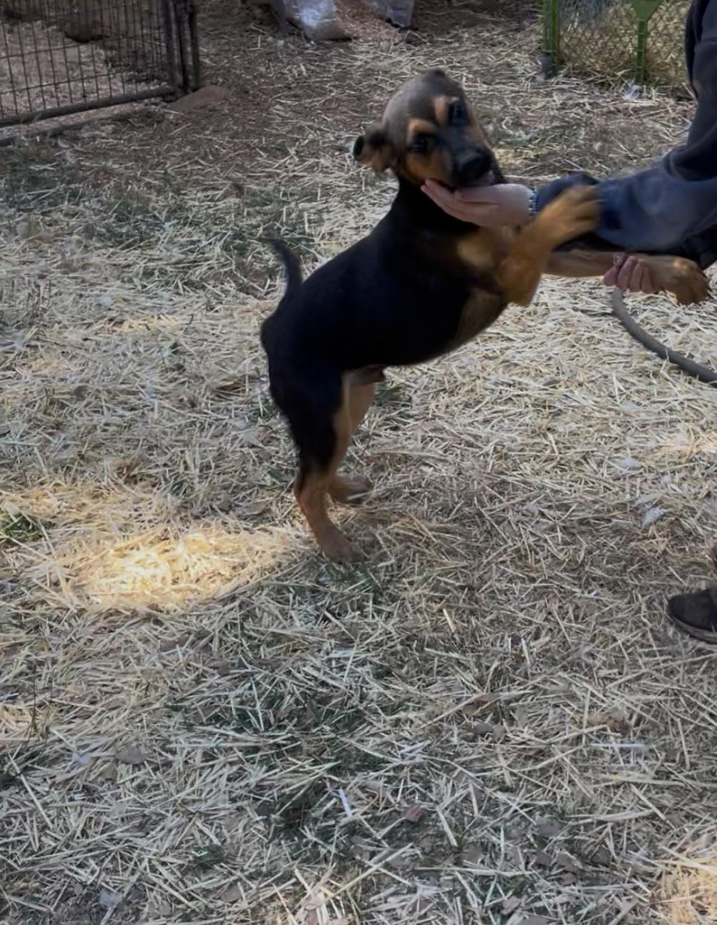 Enlarge LORENZO, a Adoptable mixed breed in Yuba city, CA image 1/6