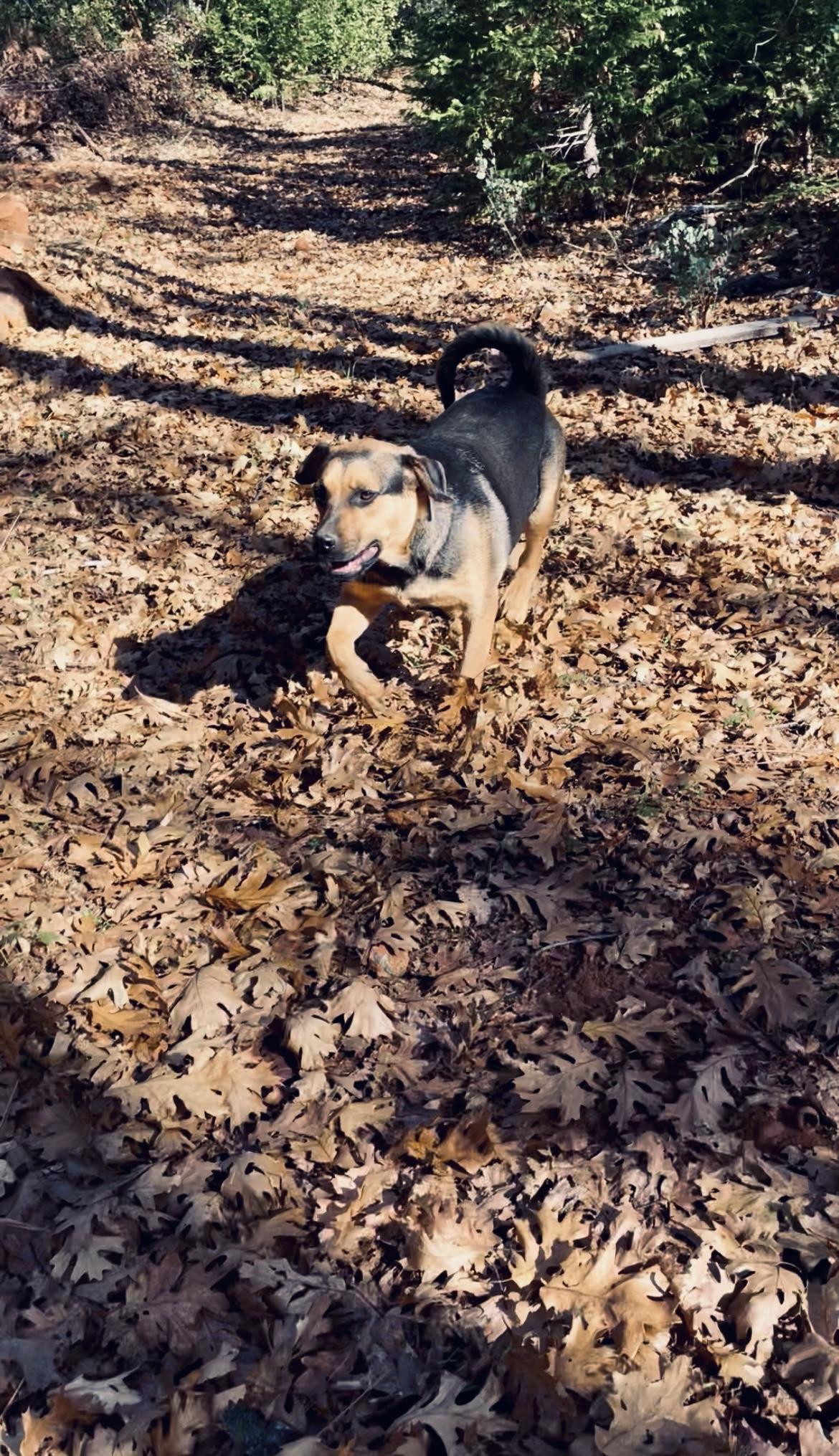 Enlarge LORENZO, a Adoptable mixed breed in Yuba city, CA image 5/6