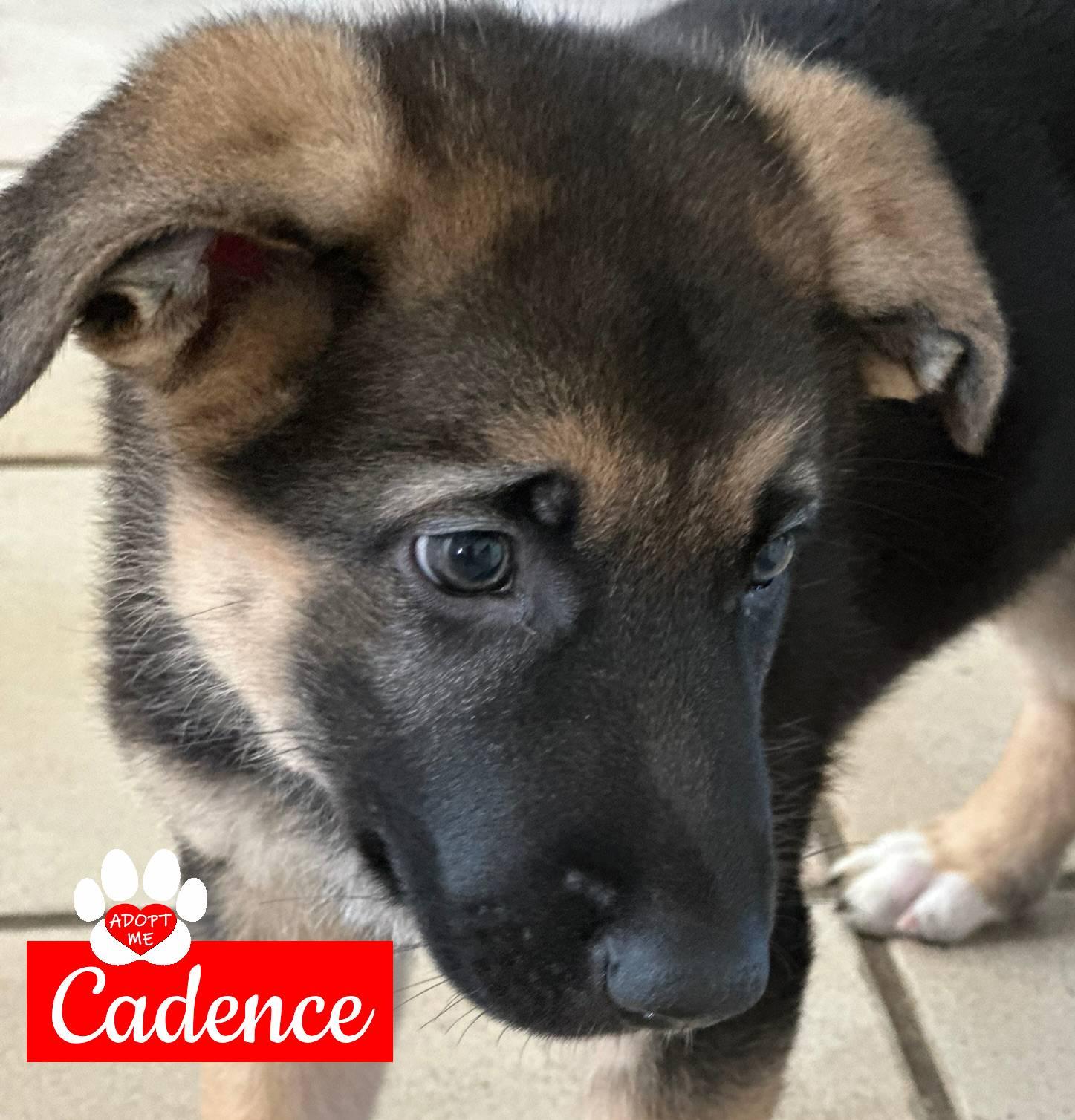 Cadence, a Adoptable German Shepherd Dog in Coachella, CA image 1/6