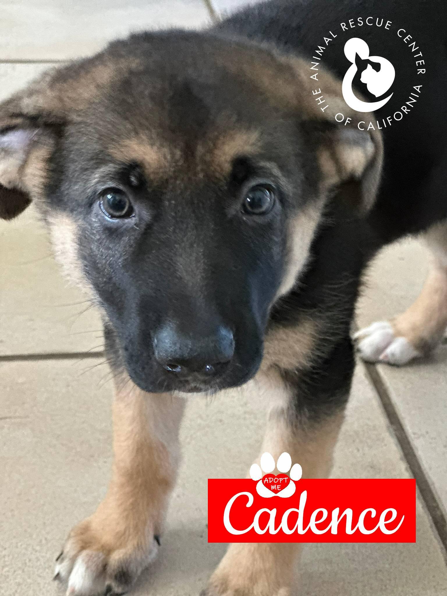 Cadence, a Adoptable German Shepherd Dog in Coachella, CA image 2/6
