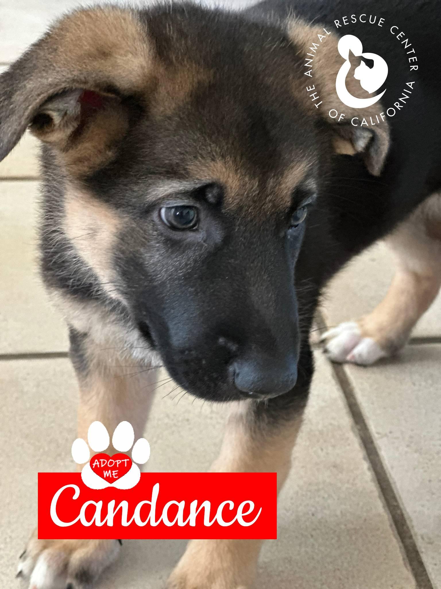 Cadence, a Adoptable German Shepherd Dog in Coachella, CA image 4/6