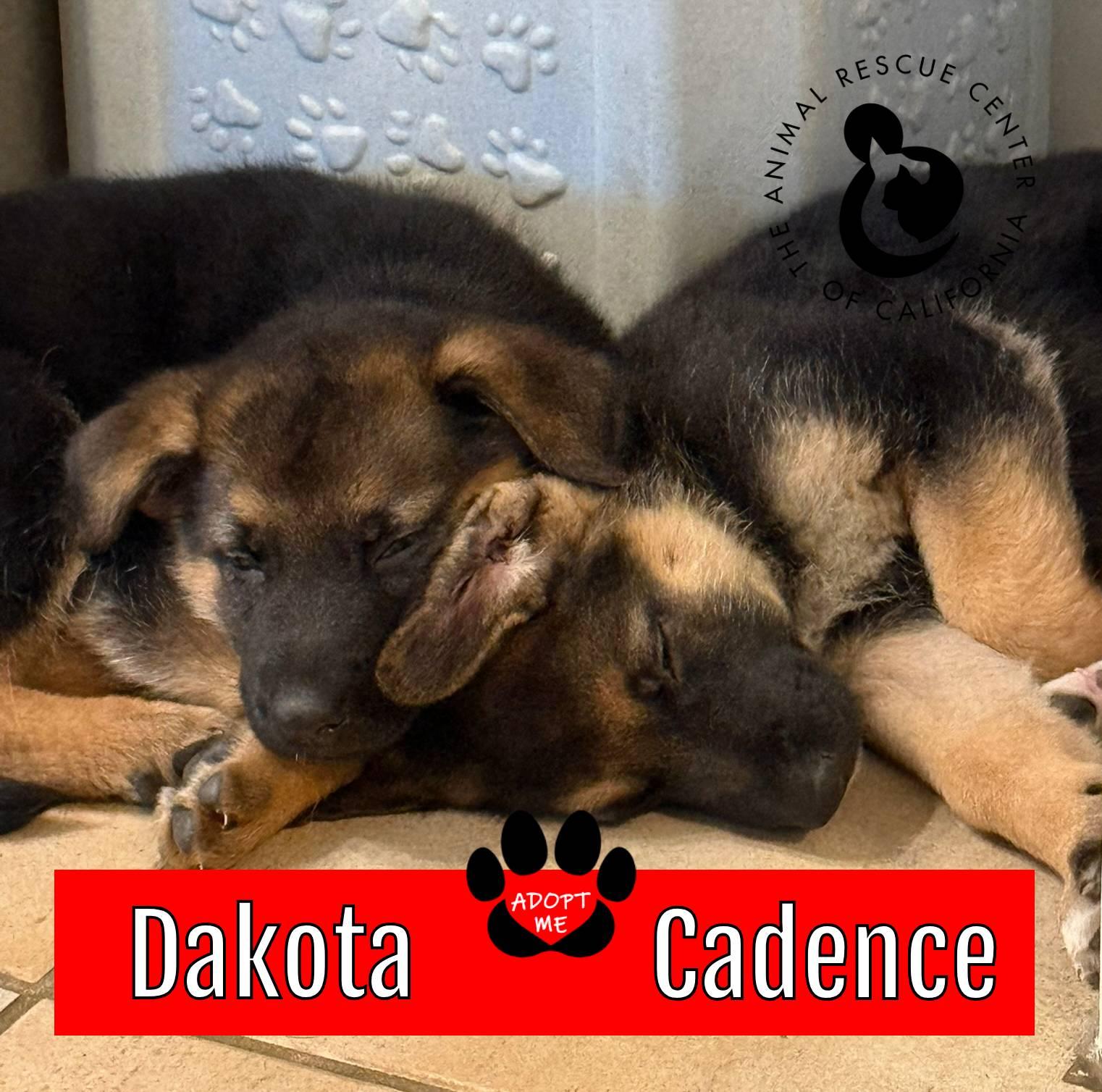 Cadence, a Adoptable German Shepherd Dog in Coachella, CA image 6/6