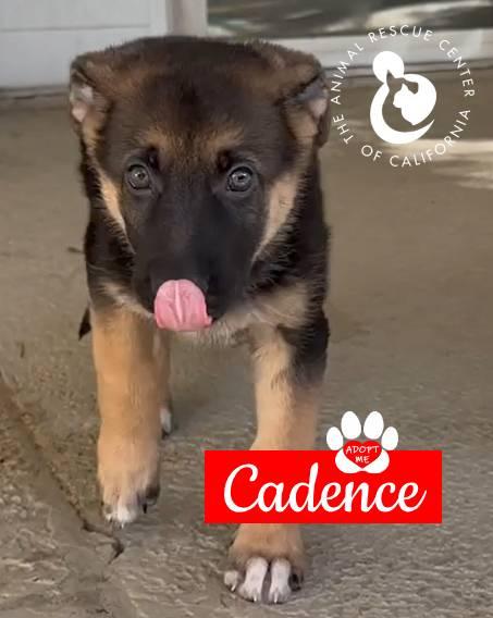 Cadence, a Adoptable German Shepherd Dog in Coachella, CA image 3/6