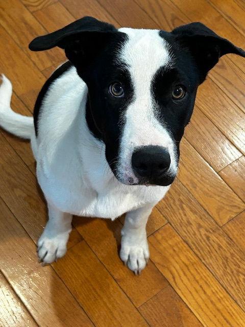 Enlarge Max, a Adoptable mixed breed in Herndon, VA image 1/3