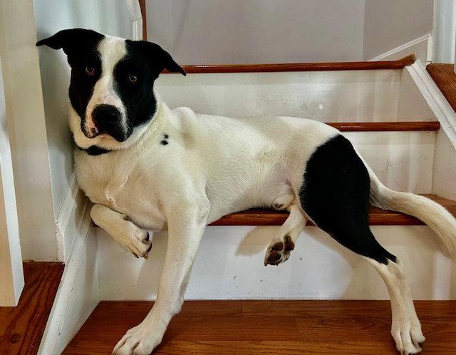Max, a Adoptable mixed breed in Herndon, VA image 3/3