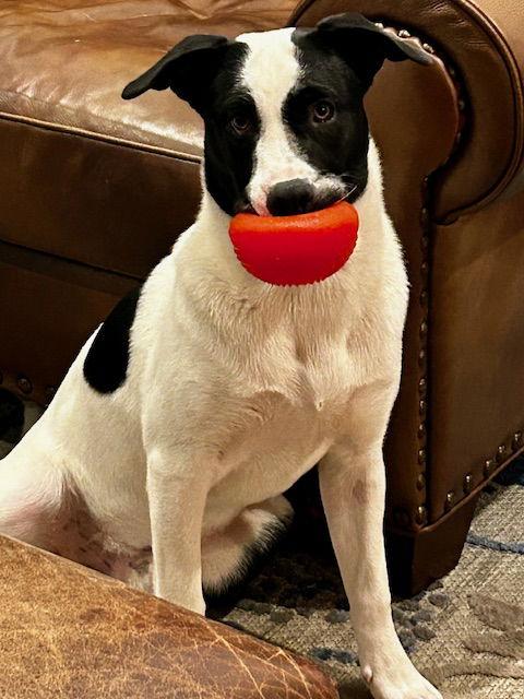 Enlarge Max, a Adoptable mixed breed in Herndon, VA image 2/3