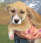 Enlarge Blizzard, a Adoptable mixed breed in Kansas City, MO image 1/1