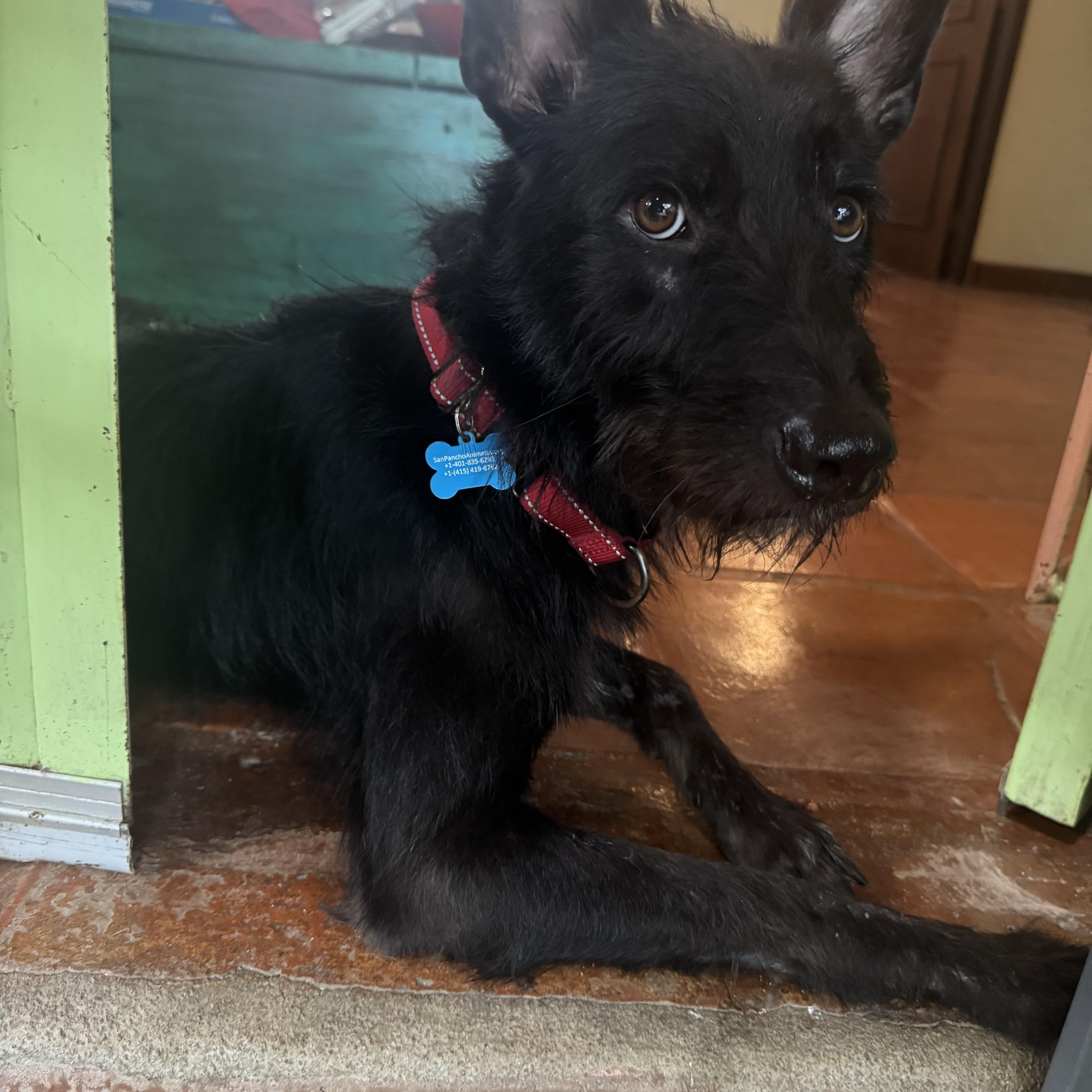 Enlarge Merlin, a Adoptable mixed breed in Burlington, ON image 3/6