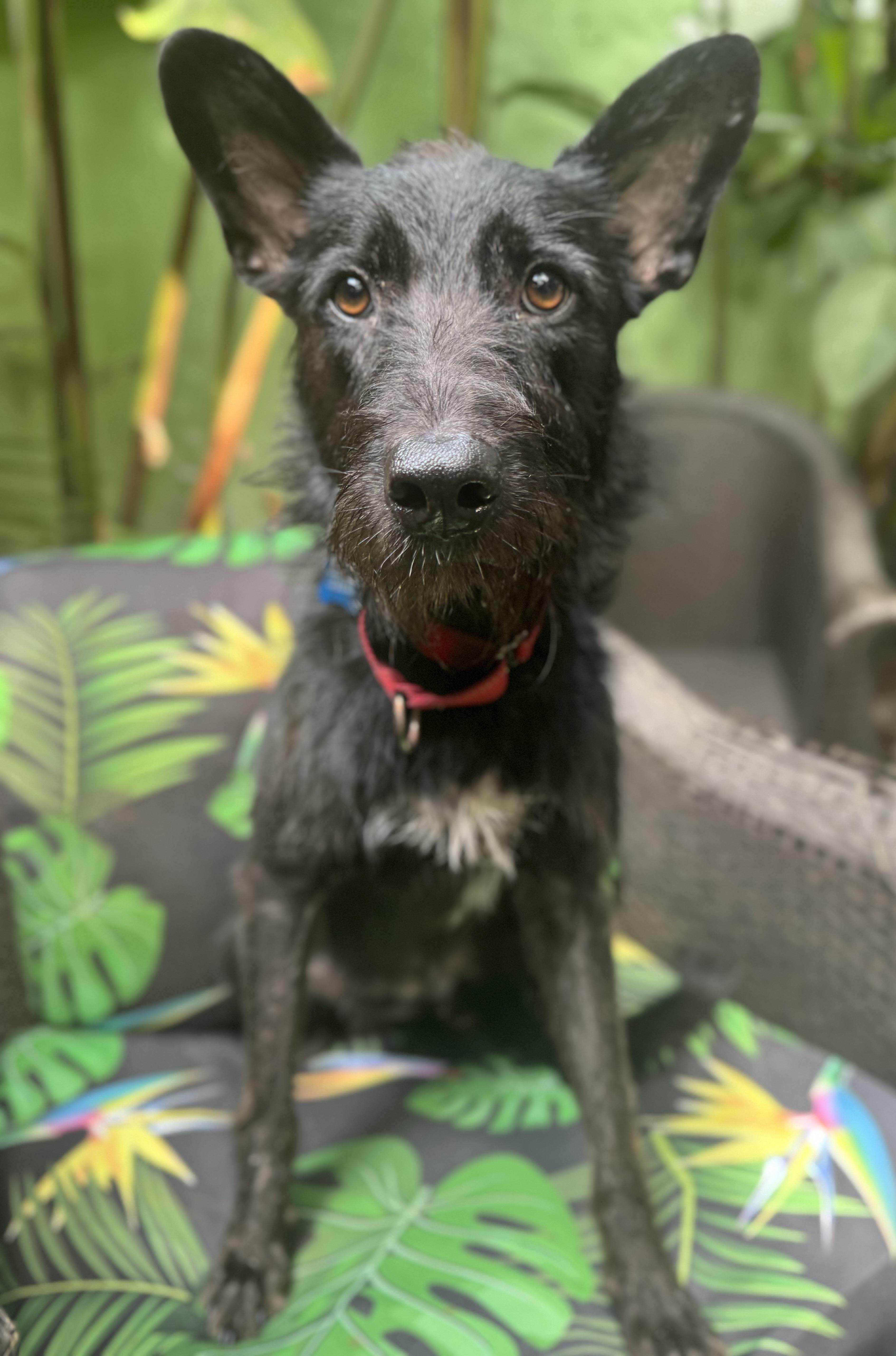 Enlarge Merlin, a Adoptable mixed breed in Burlington, ON image 5/6