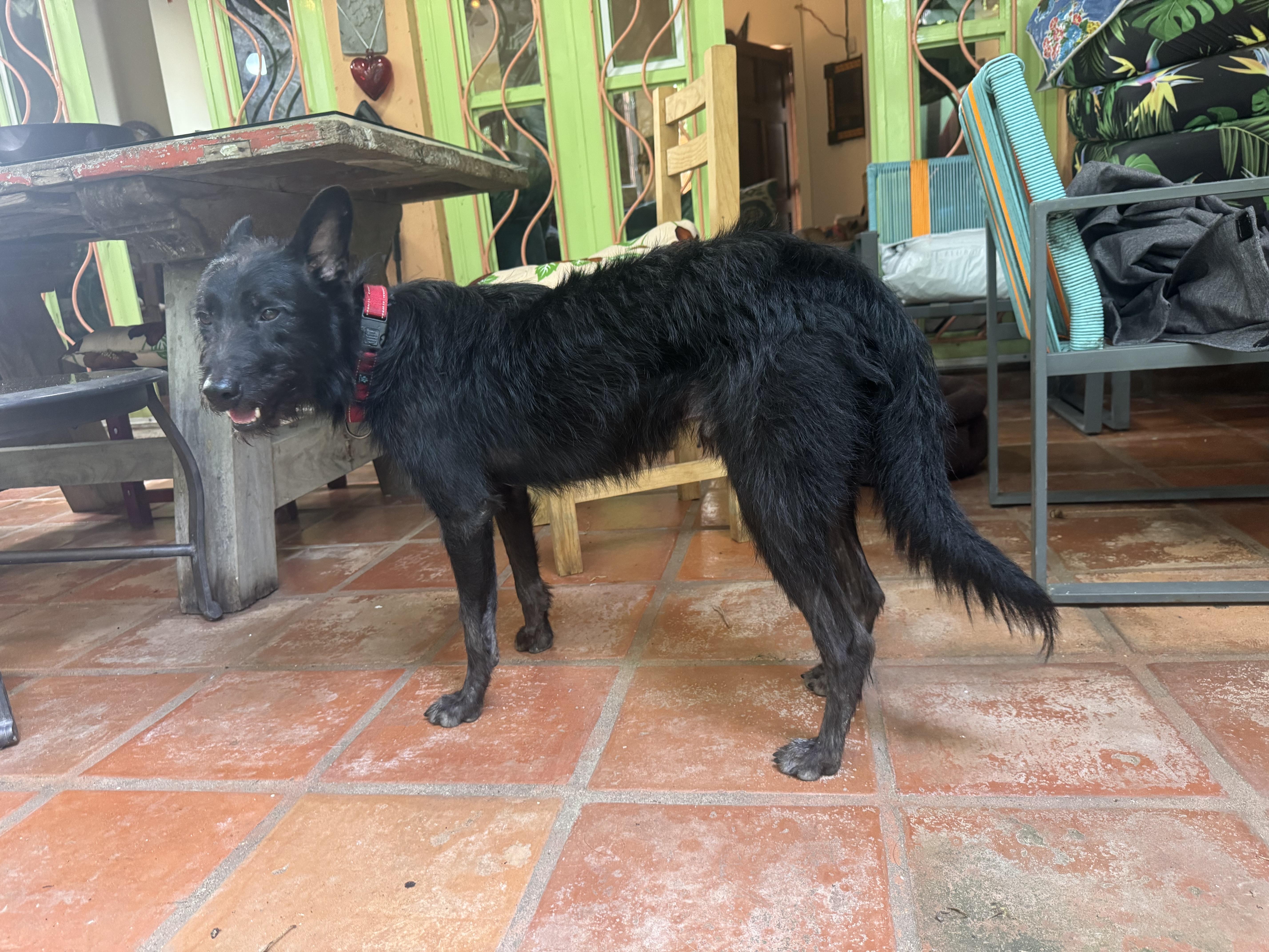 Enlarge Merlin, a Adoptable mixed breed in Burlington, ON image 4/6
