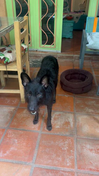 Enlarge Merlin, a Adoptable mixed breed in Burlington, ON video 6/6