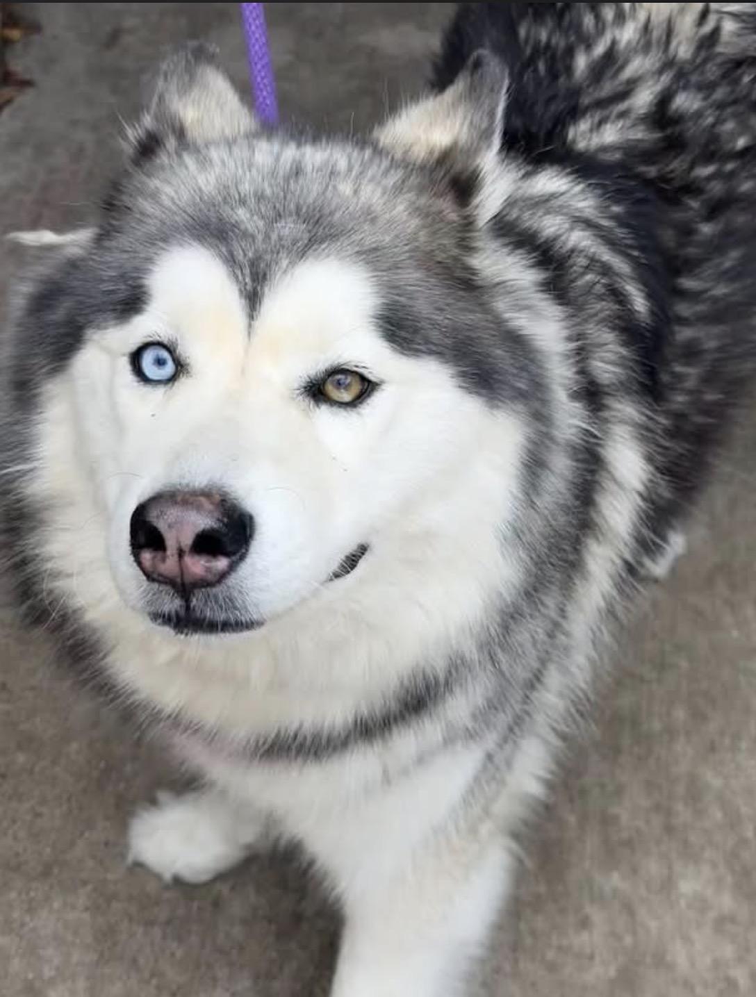 Luna, an adopted Husky in Chicago, IL image 2/5