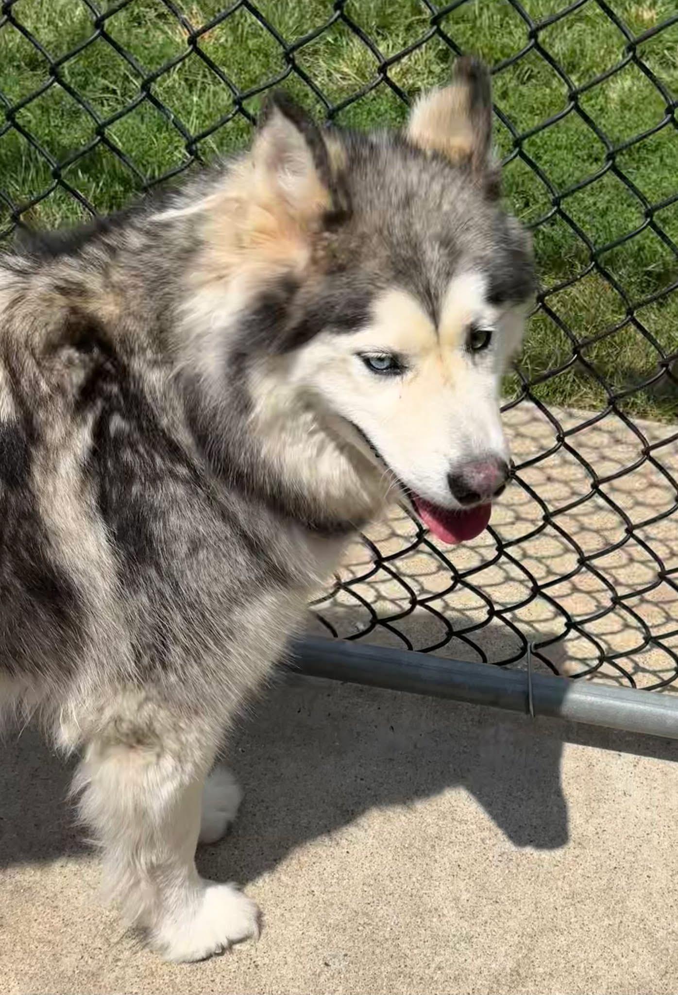Luna, an adopted Husky in Chicago, IL image 3/5