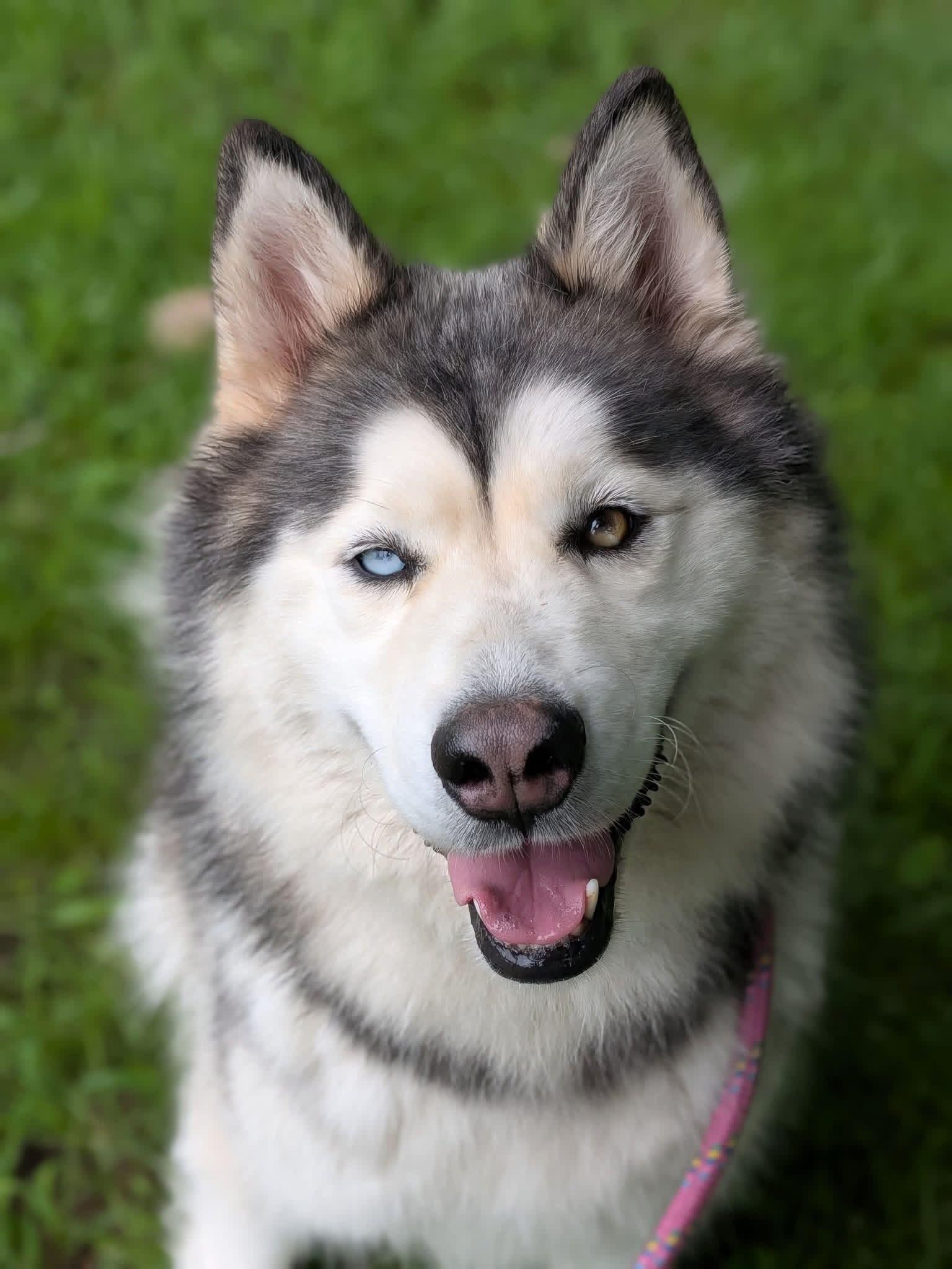 Luna, an adopted Husky in Chicago, IL image 1/5