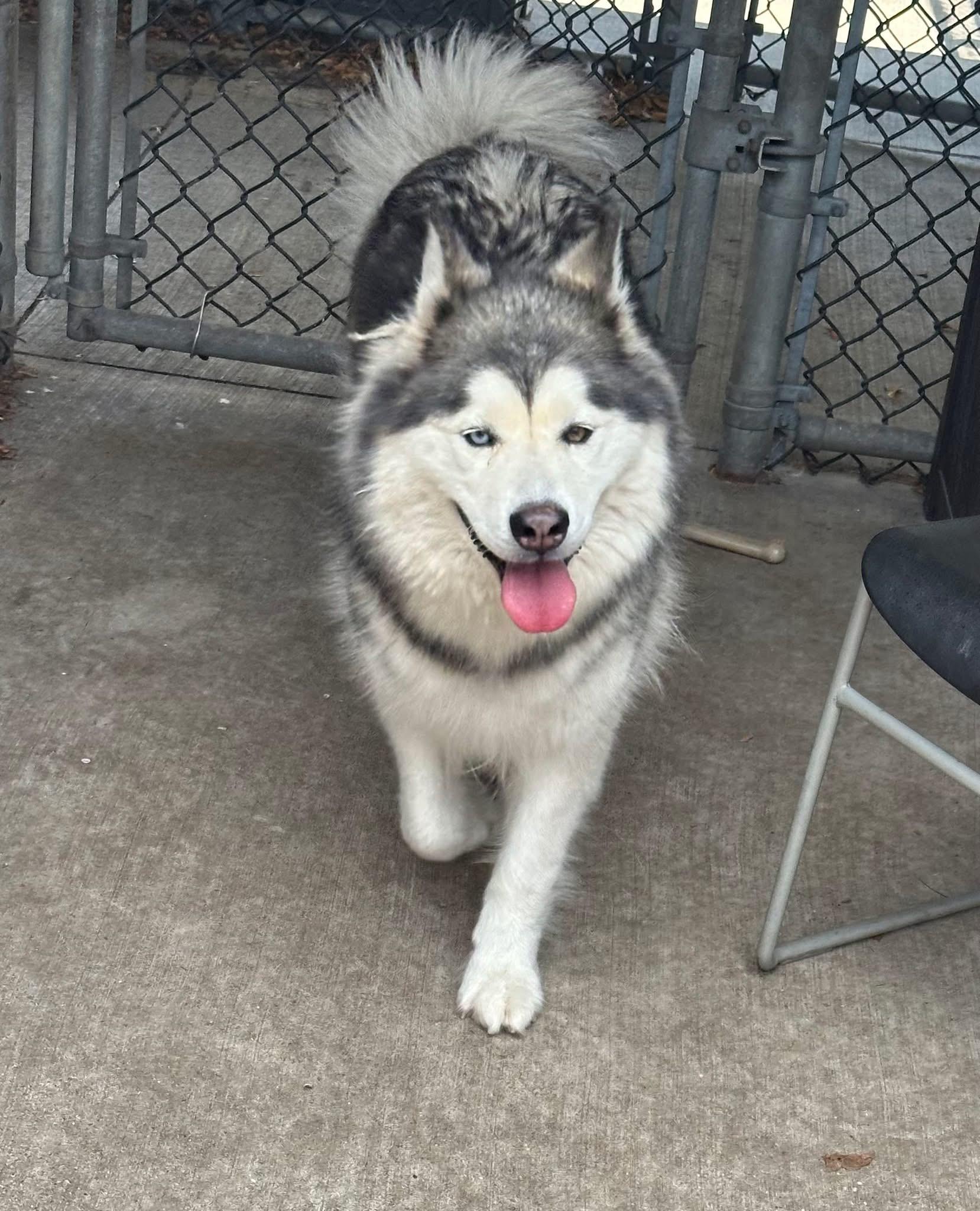 Luna, an adopted Husky in Chicago, IL image 4/5