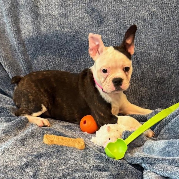 Charlotte the Frenchton pup, Adoptable, Puppy Female French Bulldog & Boston Terrier.