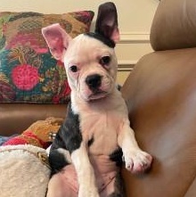 Enlarge Charlotte the Frenchton pup, a Adoptable mixed breed in Muskego, WI image 2/4