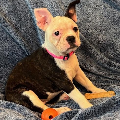 Enlarge Charlotte the Frenchton pup, a Adoptable mixed breed in Muskego, WI image 4/4