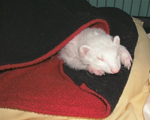 JoJo, Adult Male unknown