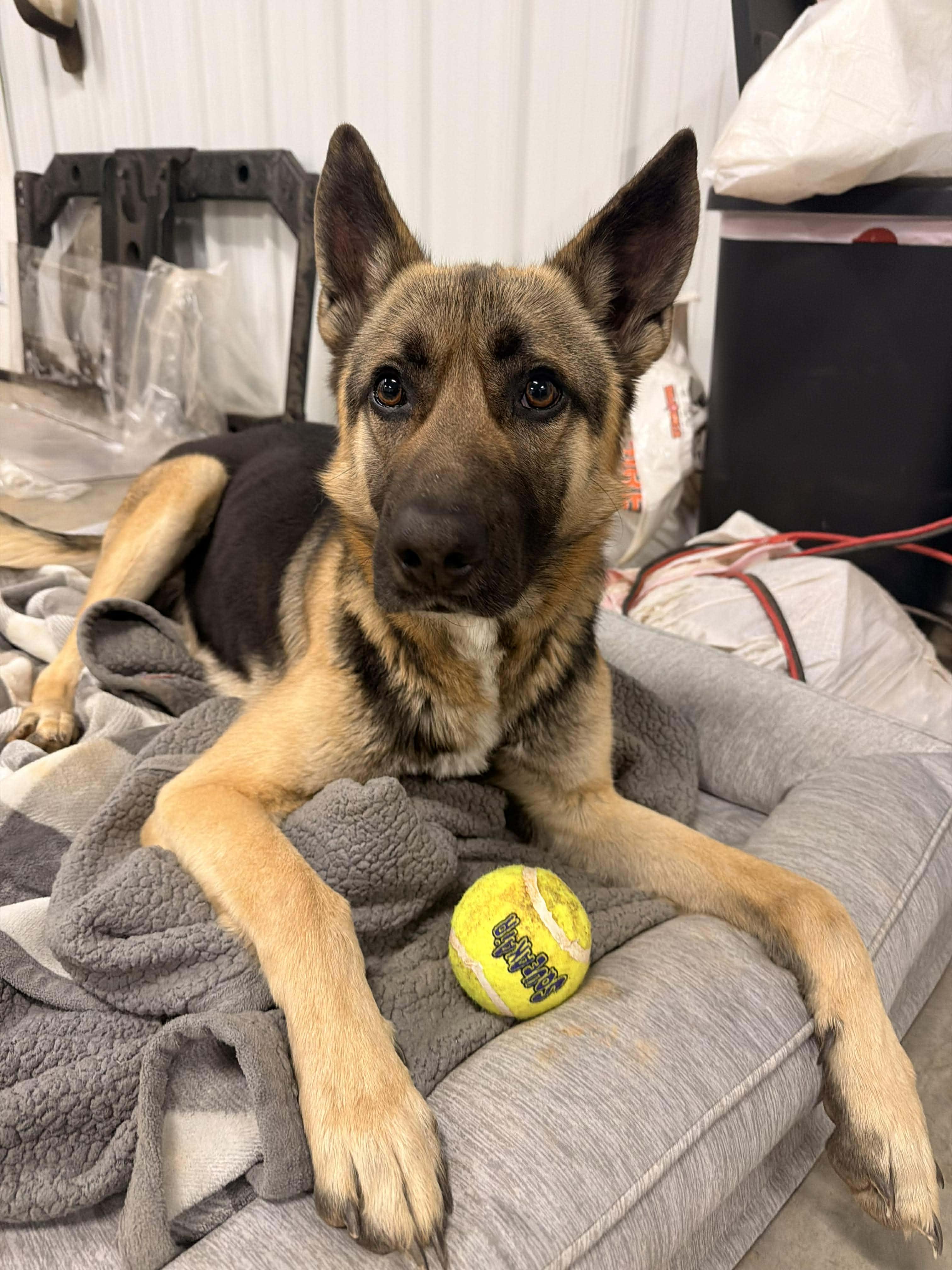 Enlarge Tonka, an adopted German Shepherd Dog in Greeneville, TN image 2/6