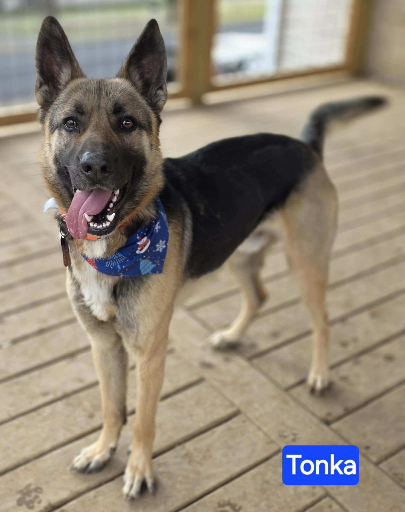 Tonka, adopted, Young Male German Shepherd Dog.