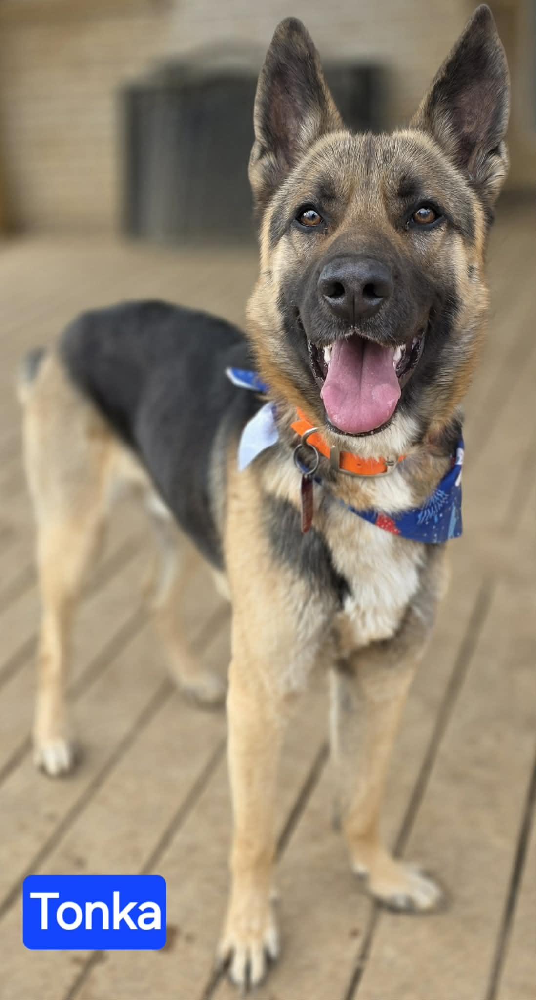 Enlarge Tonka, an adopted German Shepherd Dog in Greeneville, TN image 4/6