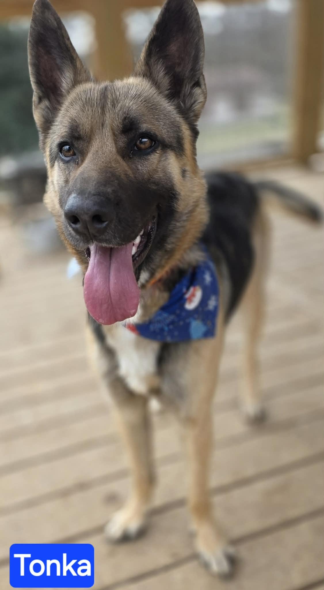 Enlarge Tonka, an adopted German Shepherd Dog in Greeneville, TN image 5/6