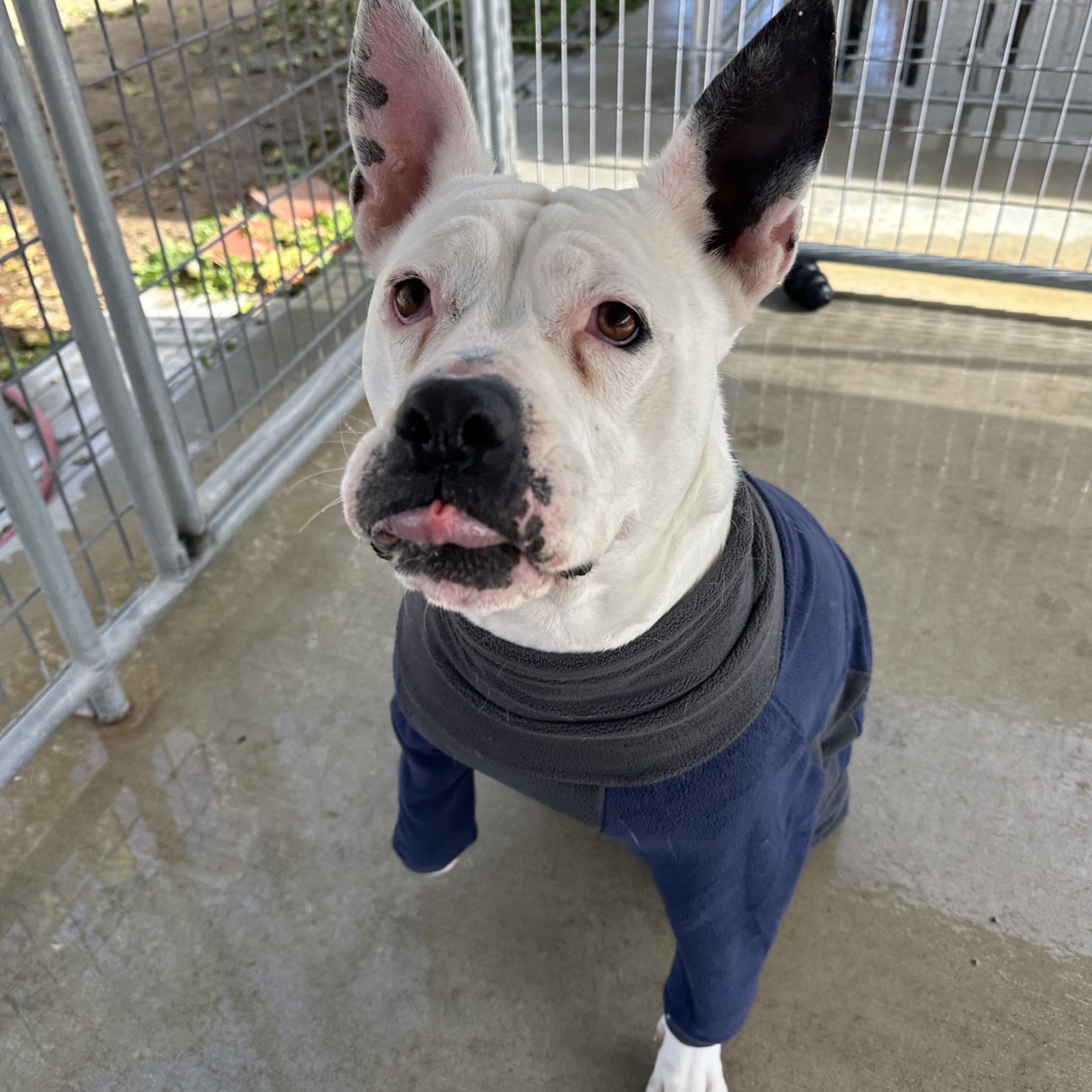 Enlarge Lola, a Adoptable American Bulldog in Littlerock, CA image 2/6