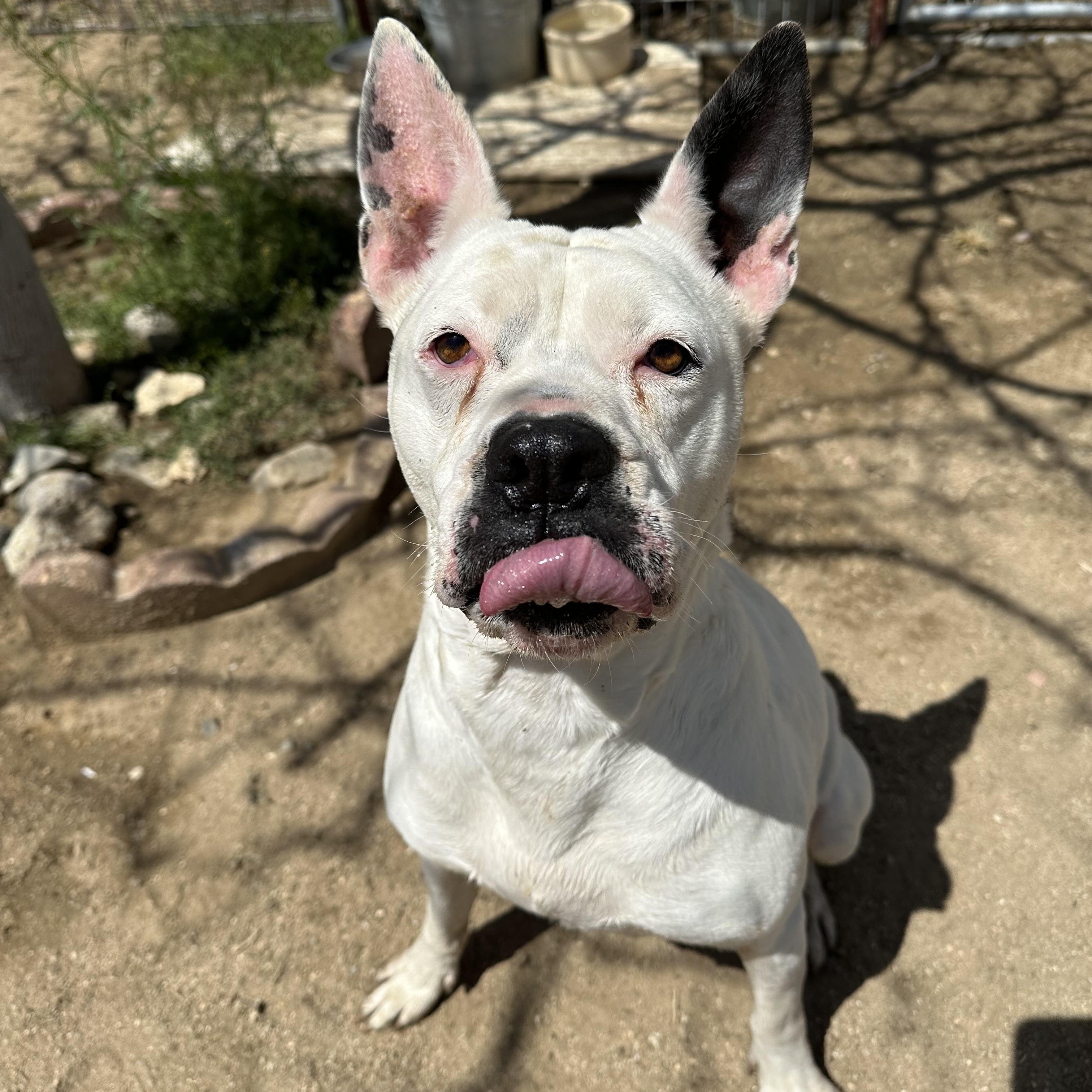 Enlarge Lola, a Adoptable American Bulldog in Littlerock, CA image 3/6