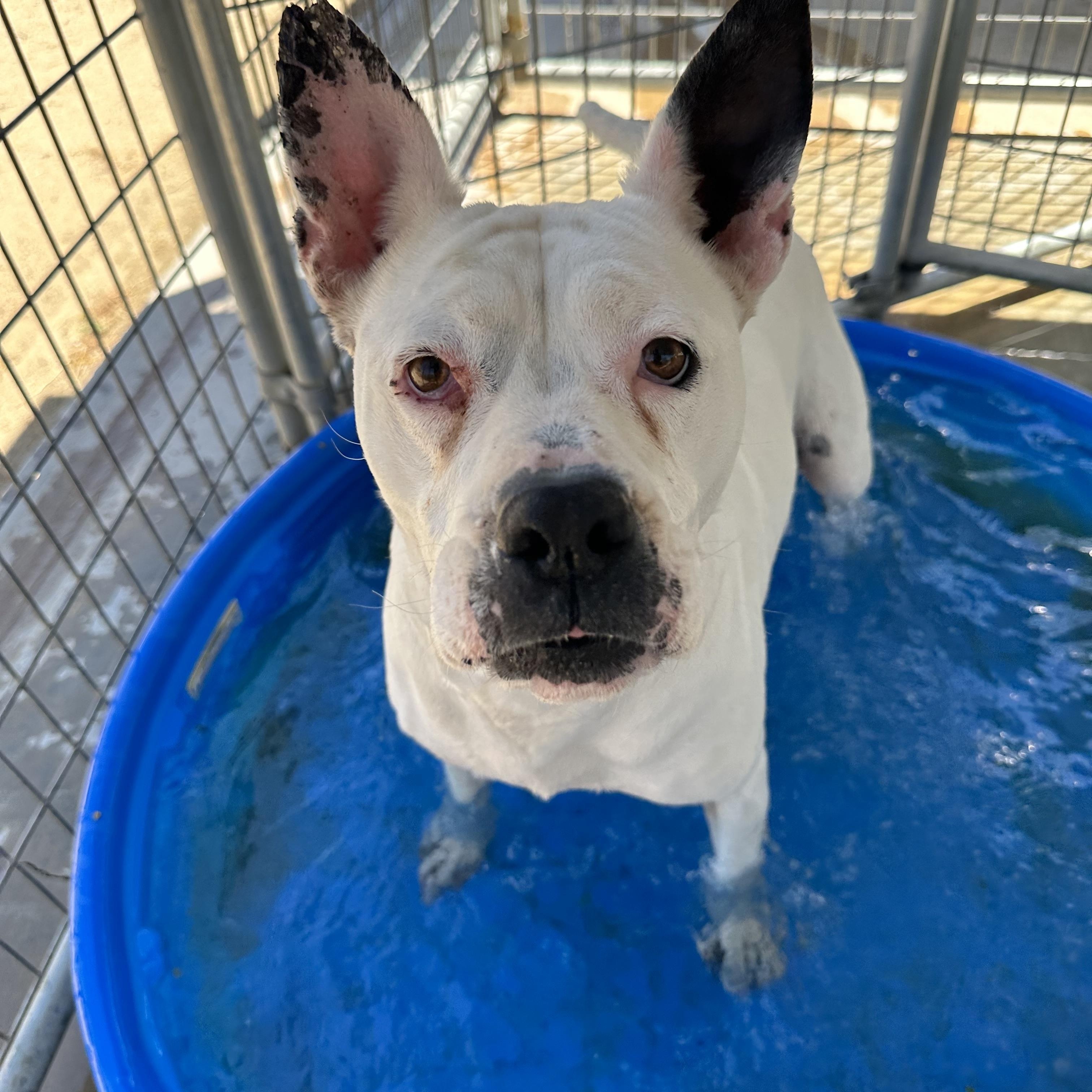Enlarge Lola, a Adoptable American Bulldog in Littlerock, CA image 6/6