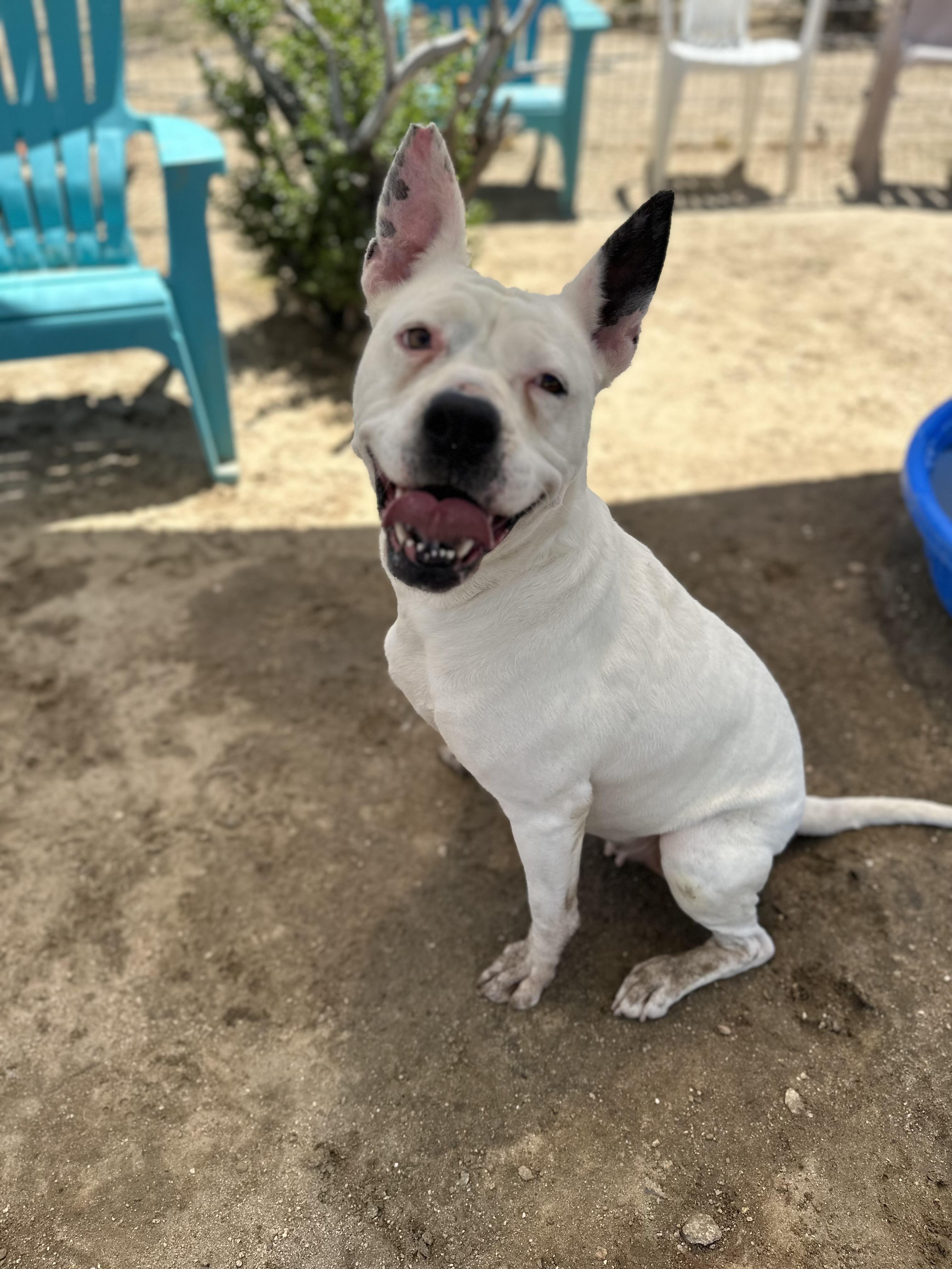 Lola, Adoptable, Adult Female American Bulldog.